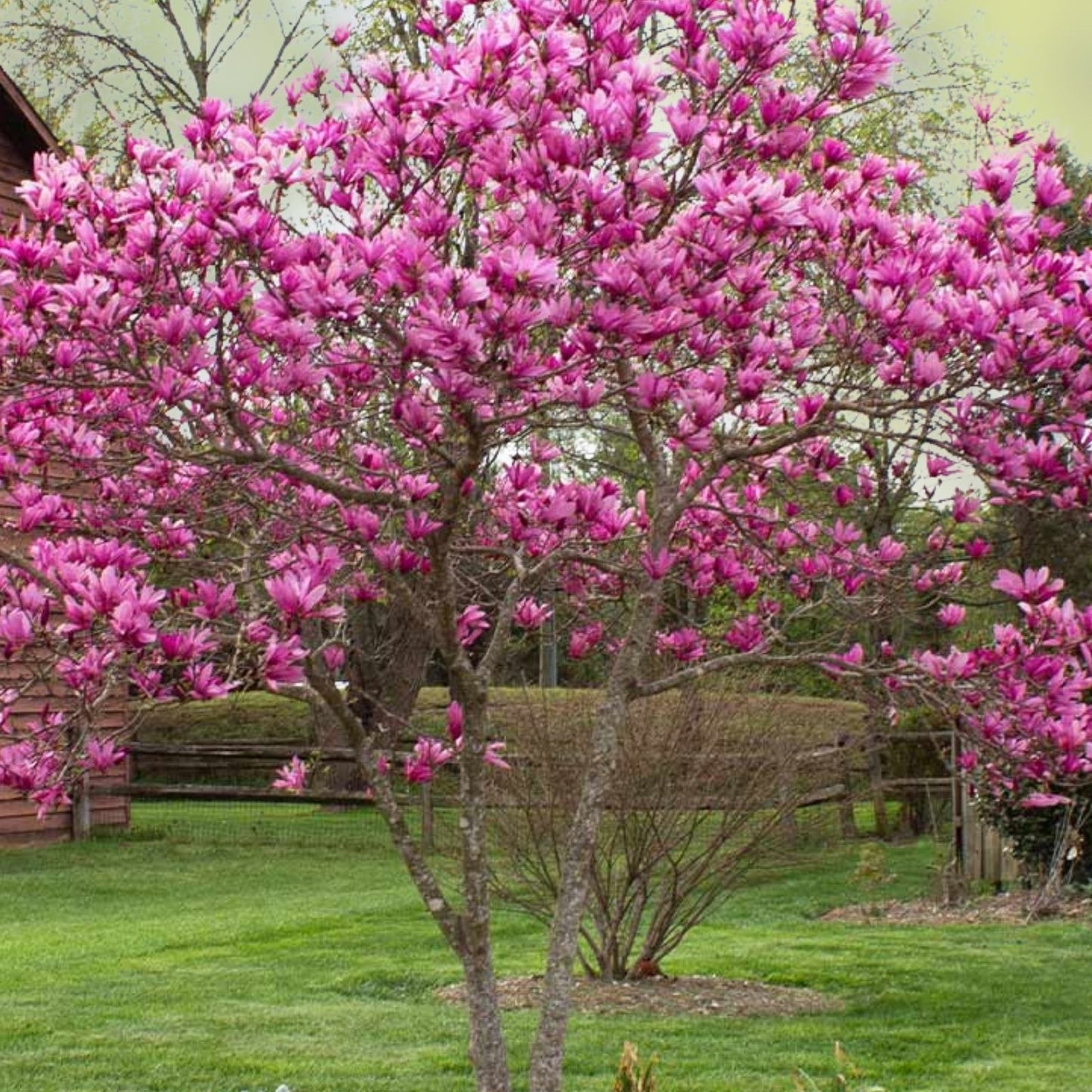 Jane Magnolia Live Bare Root Plant - 24 Inches - Reddish Purple Blooms - Magnolia x 'Jane' Deciduous Flowering Tree