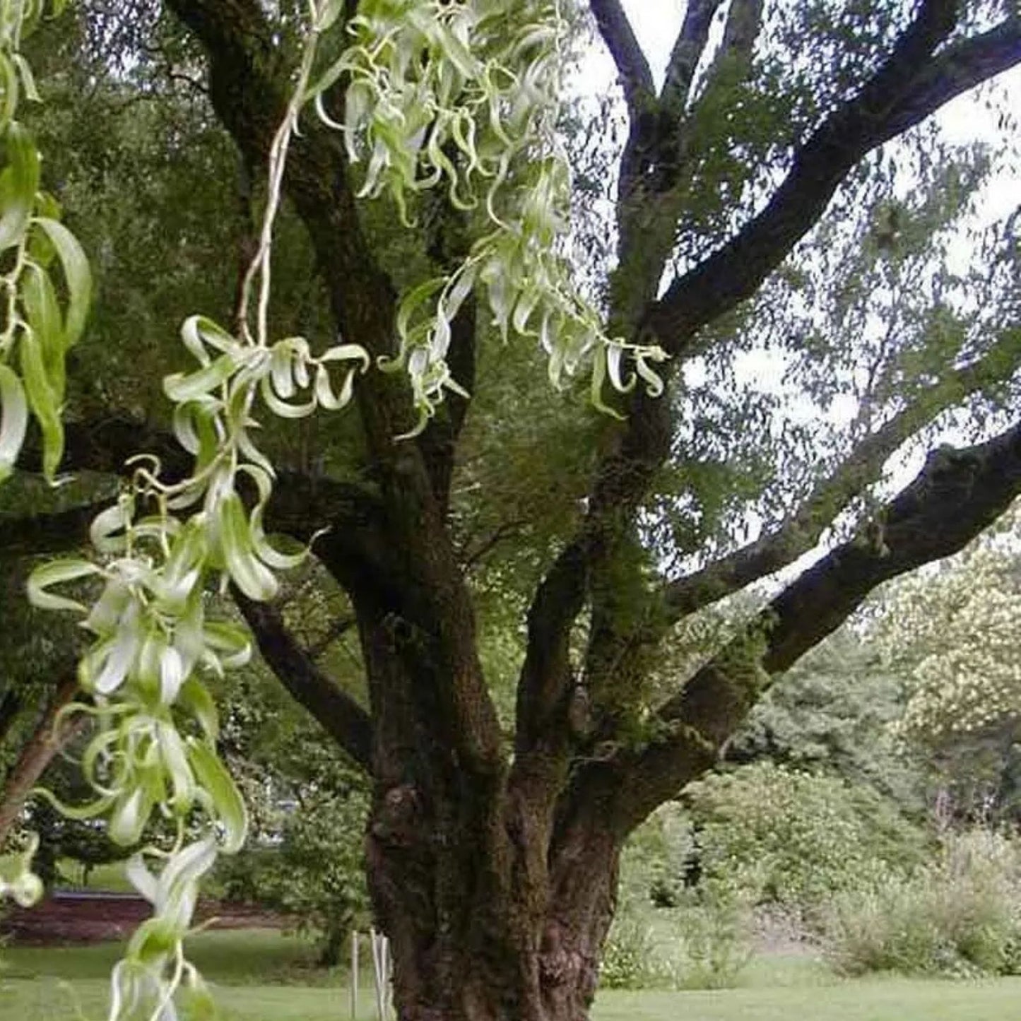 Corkscrew Willow Tree Cuttings - Curling Branches - Salix babylonica 'Tortuosa' - Ornamental Tree for Garden and Landscaping