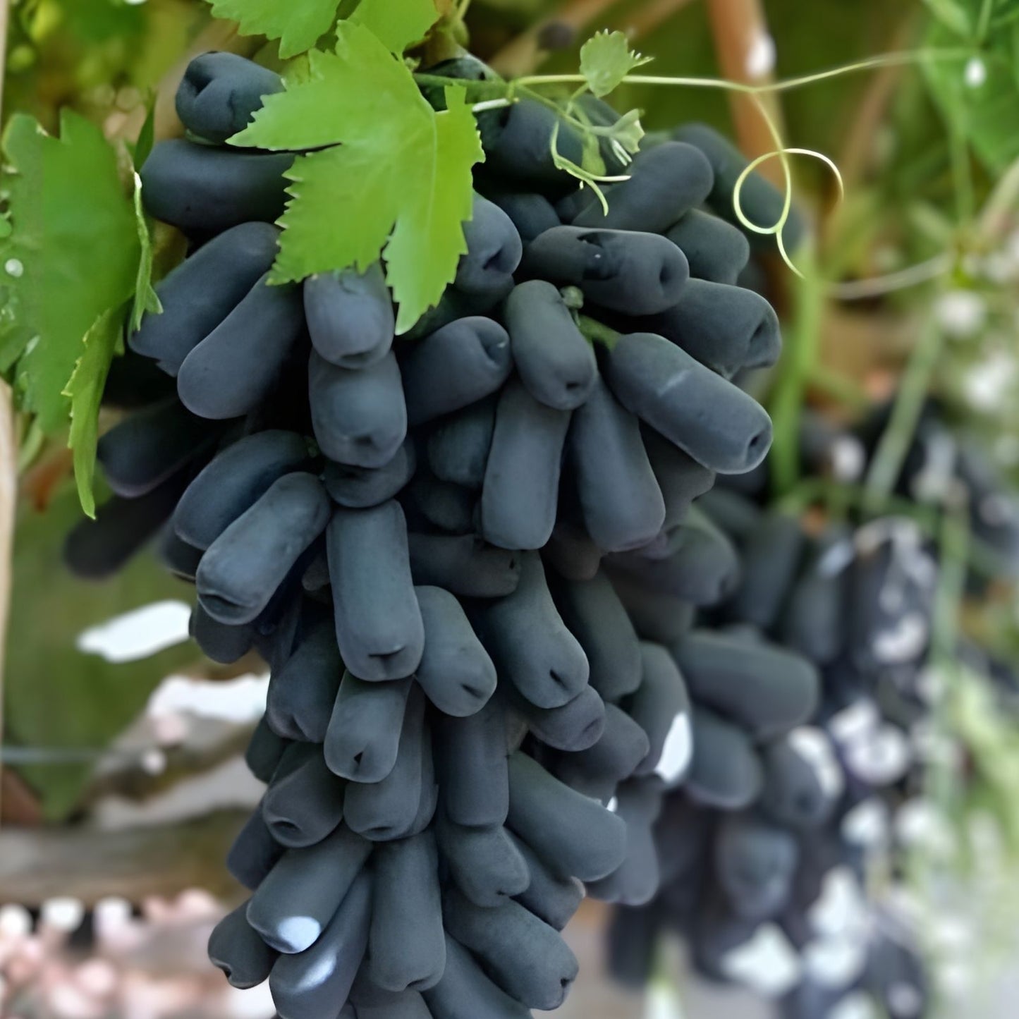 Lady Finger Vine Cuttings, Black Seedless Moon Drop Table Grape, Vitis vinifera, Grape Plant Propagation, Fruit Vine Cuttings