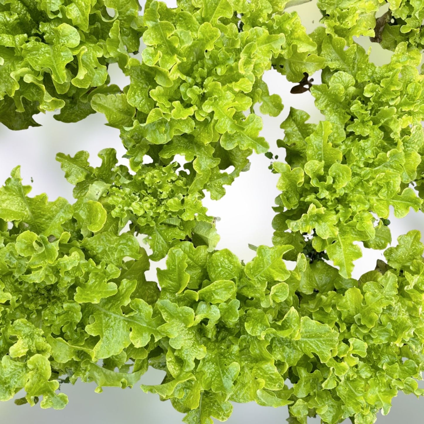 Gourmet Lettuce Seeds | 1000+ Mixed Salad Bowl Seeds | Bulk Culinary Variety | Leafy Greens for Fresh Salads