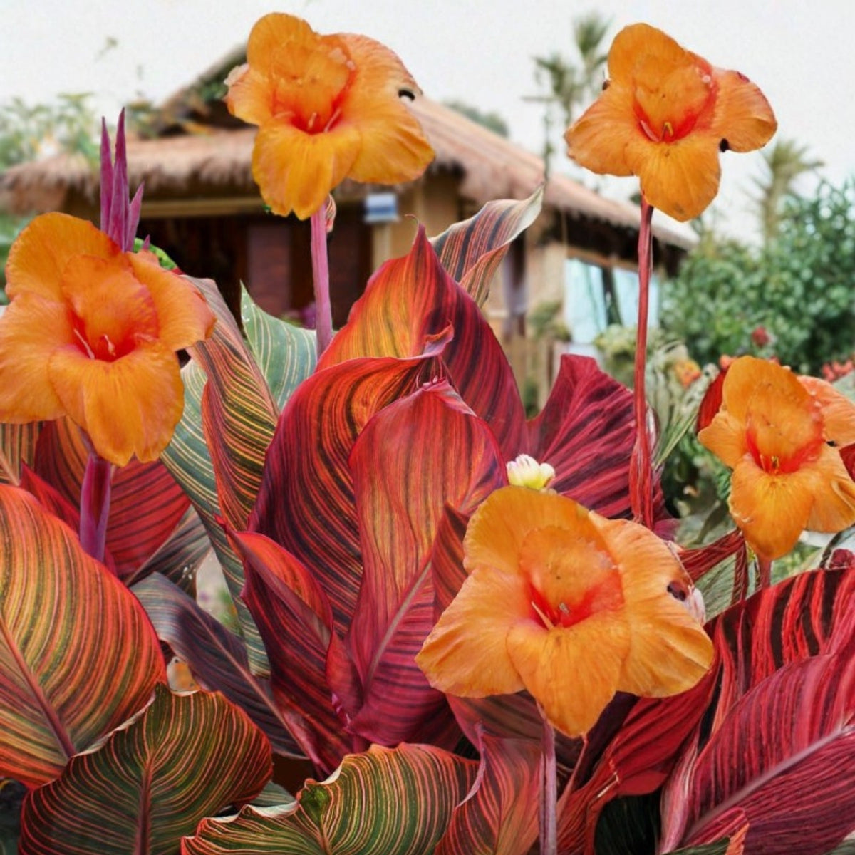 Live Red Canna Lily Plant in 1 Gallon Pot | Tropical Flower | Canna indica | Easy to Grow, Pollinator-Friendly Garden Plant