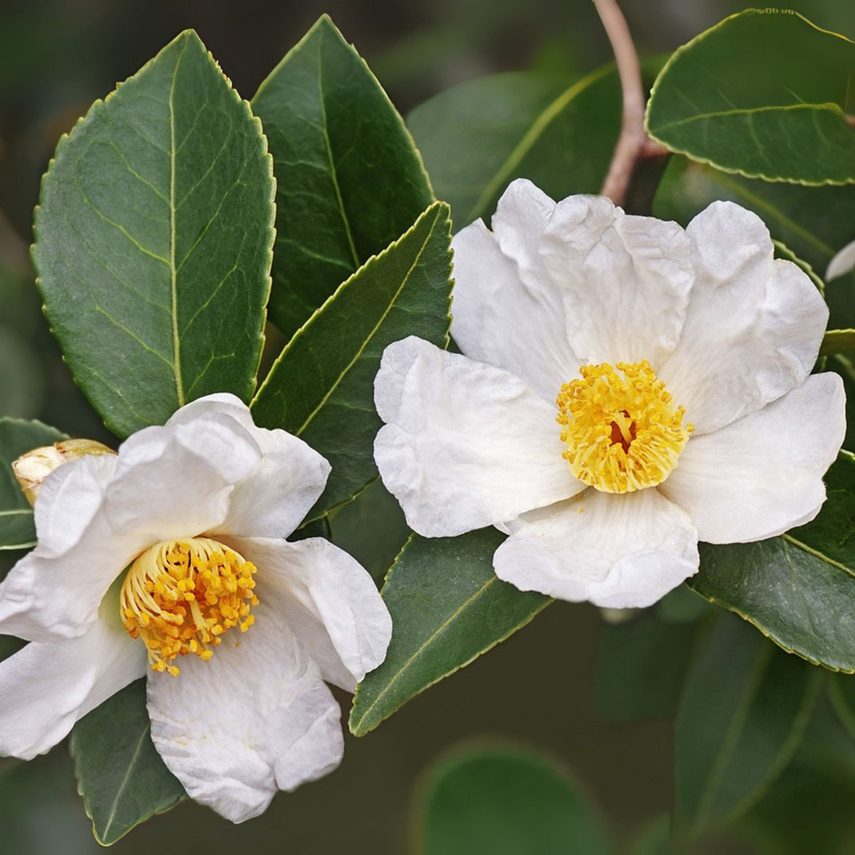 Tea Oil Camellia Tree Seeds - 5 Pack Camellia oleifera - High-Quality Edible Oil Producer for Gardening and Landscaping
