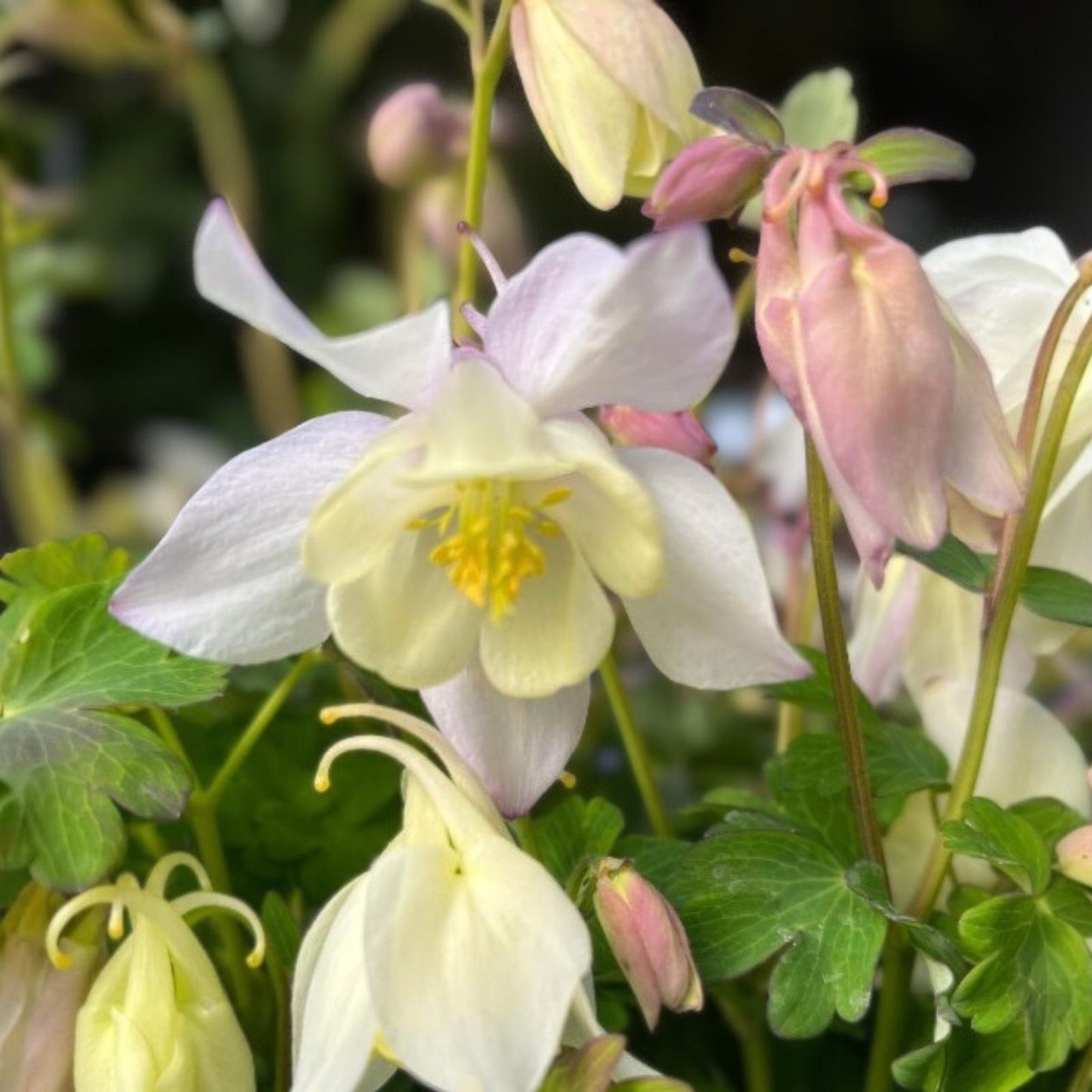 Columbine Bare Root Perennial Plants Set of 2 White Aquilegia 'Spring Magic' Live Garden Flowers