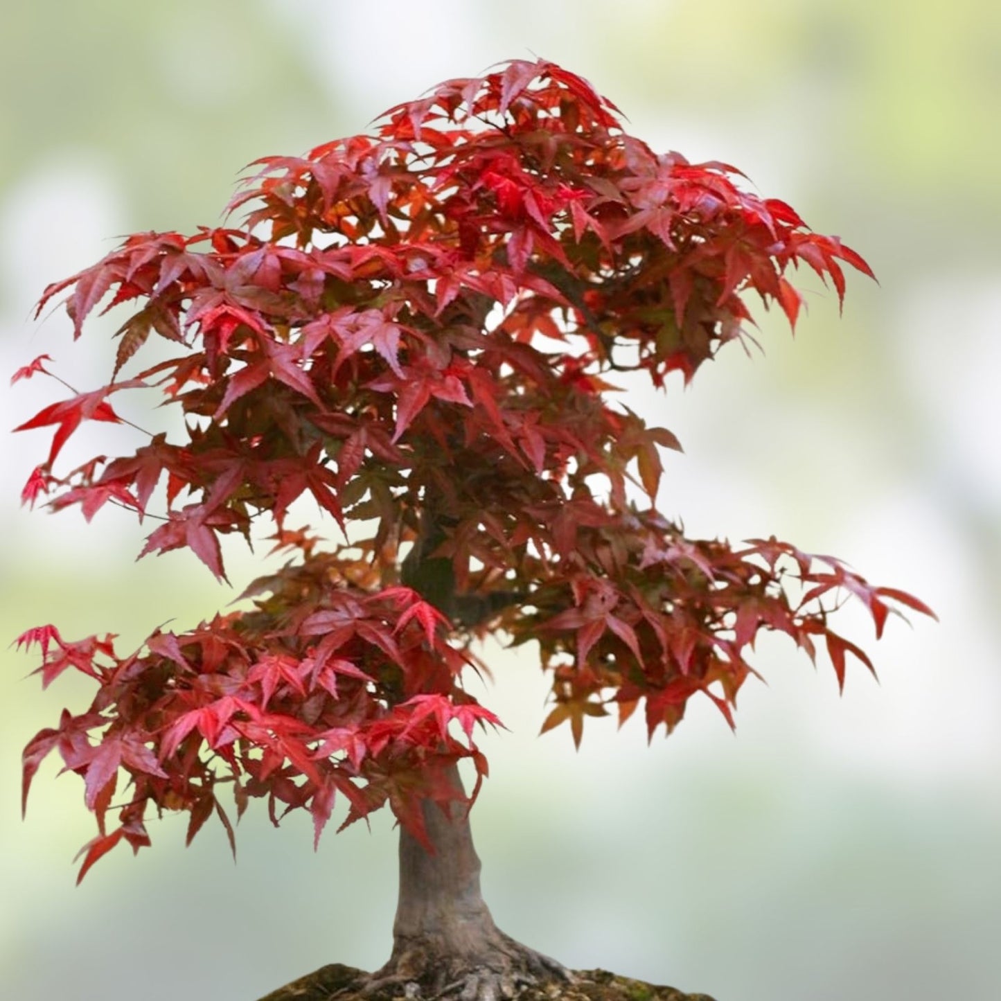Japanese Red Maple Tree Seeds - 30 Pack - Acer palmatum - Professional Quality Seed Collection for Landscaping and Gardening