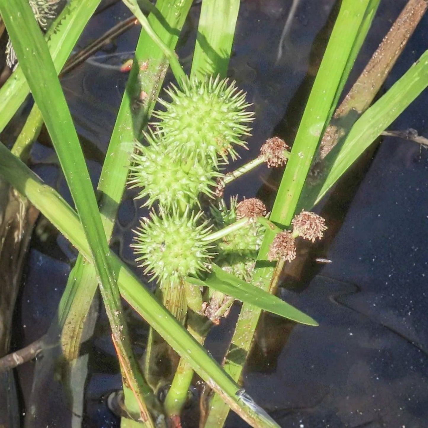 American Bur Reed Seeds for Planting – 50 Seeds – Sparganium americanum – Aquatic Perennial Wetland Plant