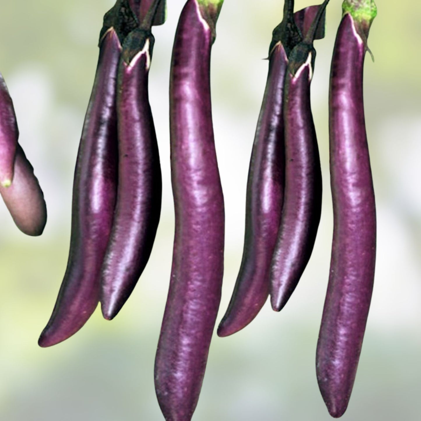 Long Purple Eggplant Seeds 500 Count Heirloom Non-GMO Solanum melongena Vegetable Garden Seed