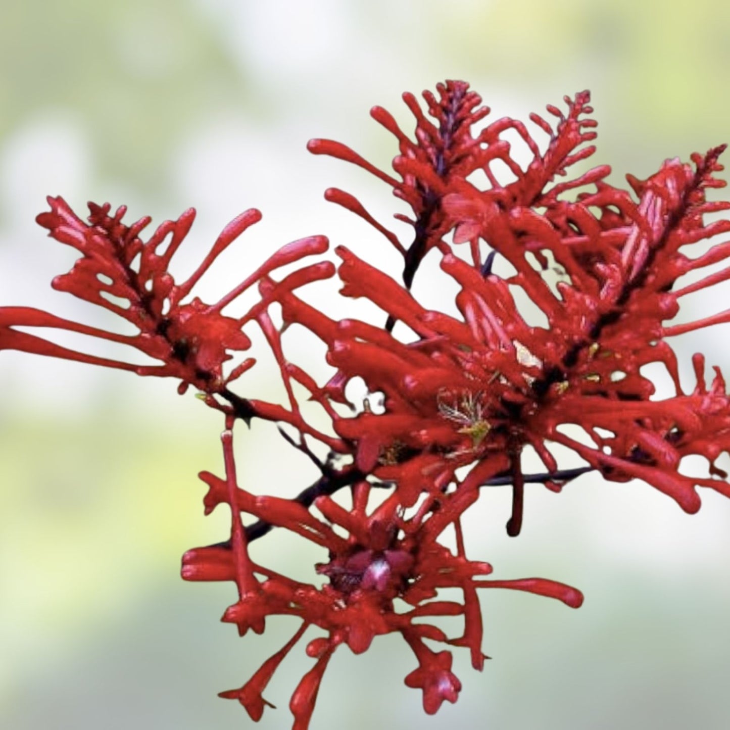 Red Firespike Plant Cuttings, 6 Organic Hummingbird Garden Plants, Odontonema strictum, Butterfly-Friendly Gift