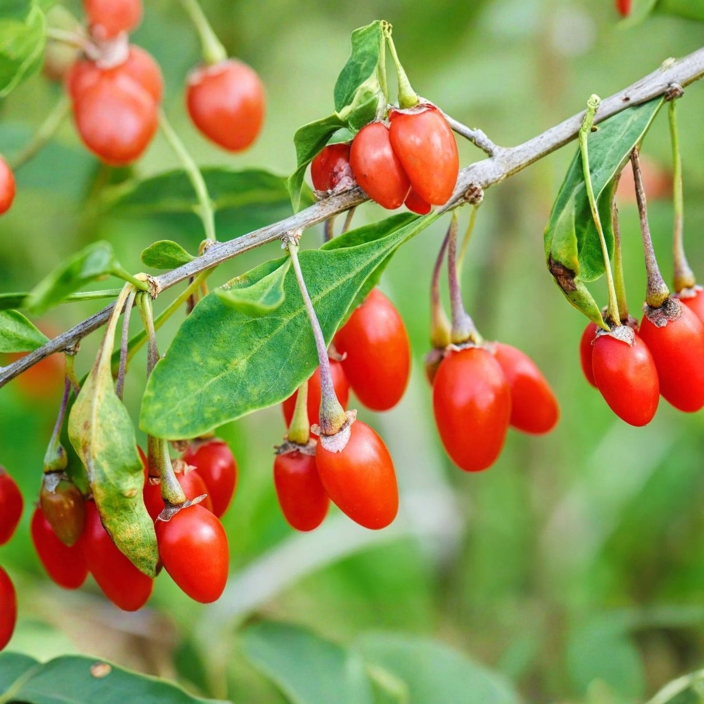 Goji Berry Cuttings - 12 Fresh Plant Shoots - Lycium barbarum - Ideal for Home Garden Cultivation