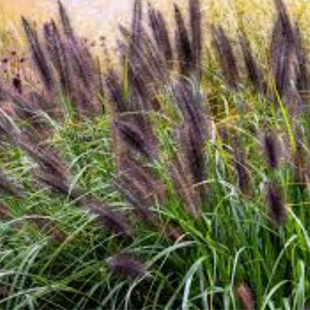 Dwarf Black Fountain Grass Seeds 50 Organic Pennisetum alopecuroides USA Grown Free Shipping