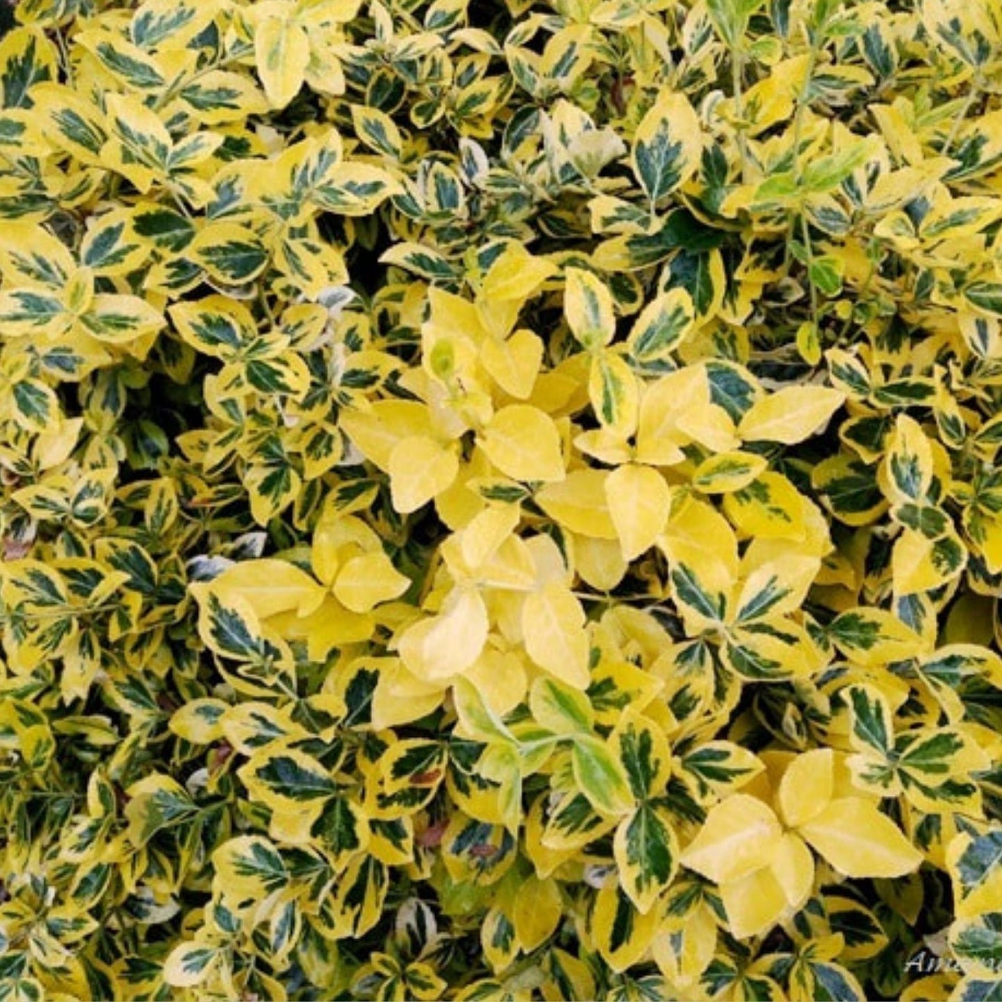 Blonde Variegated Winter Creeper Cuttings Set of 12 Euonymus fortunei Perennial Ground Cover and Vine