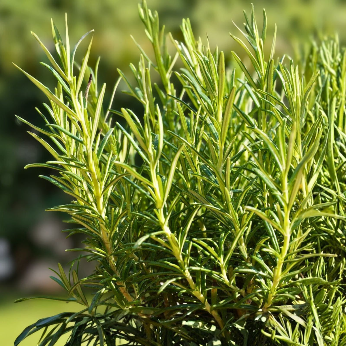 Organic Rosemary Plant 15-25 Inch - Salvia rosmarinus, Live Culinary & Medicinal Herb, Full Sun, Zone 8-11