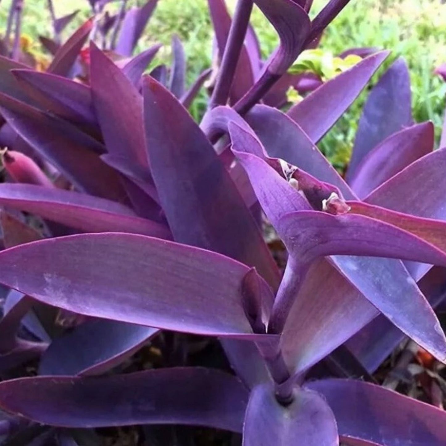 Purple Heart Wandering Jew Cuttings - 5 Pack, 6 Inches - Tradescantia Pallida, Purple Foliage, Indoor Plant Cuttings