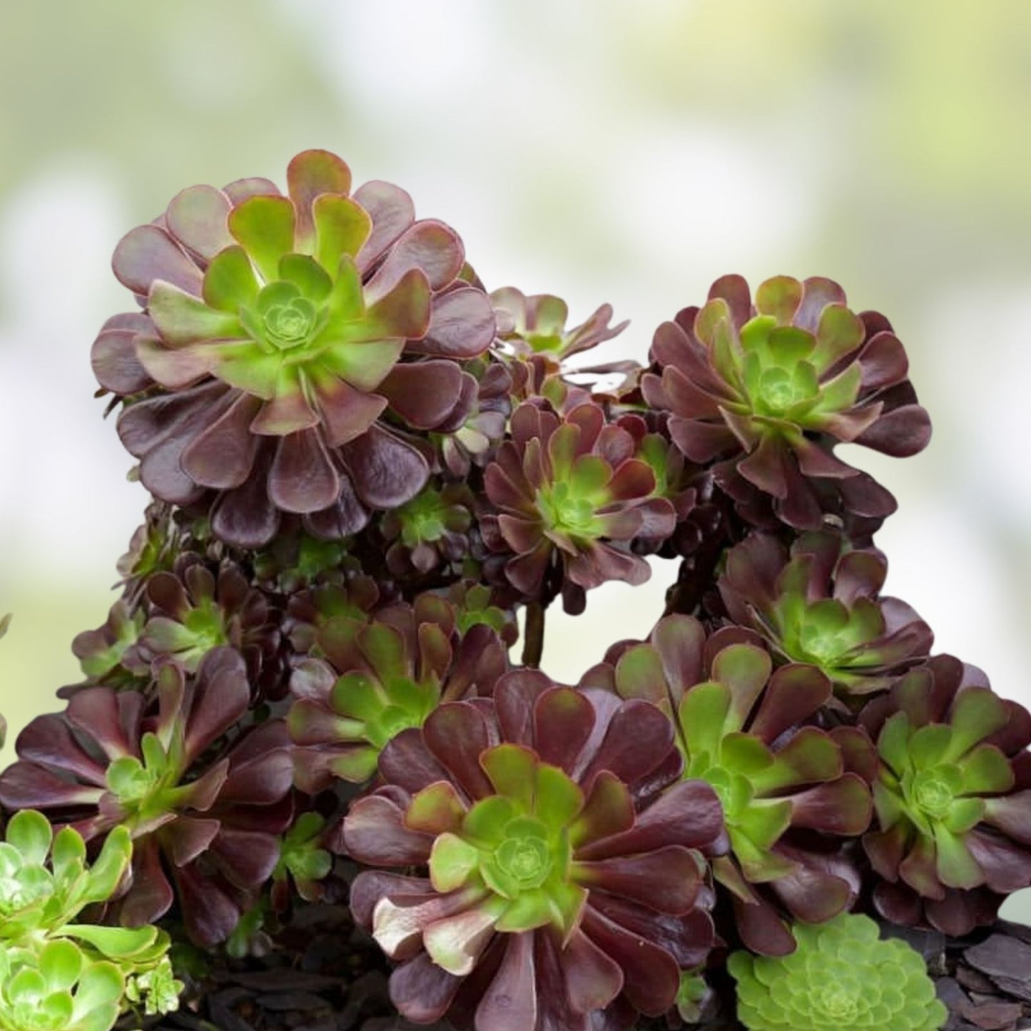 Aeonium Cuttings - Deep Purple with Green Centers - Velour Variety - Succulent Propagation Plant
