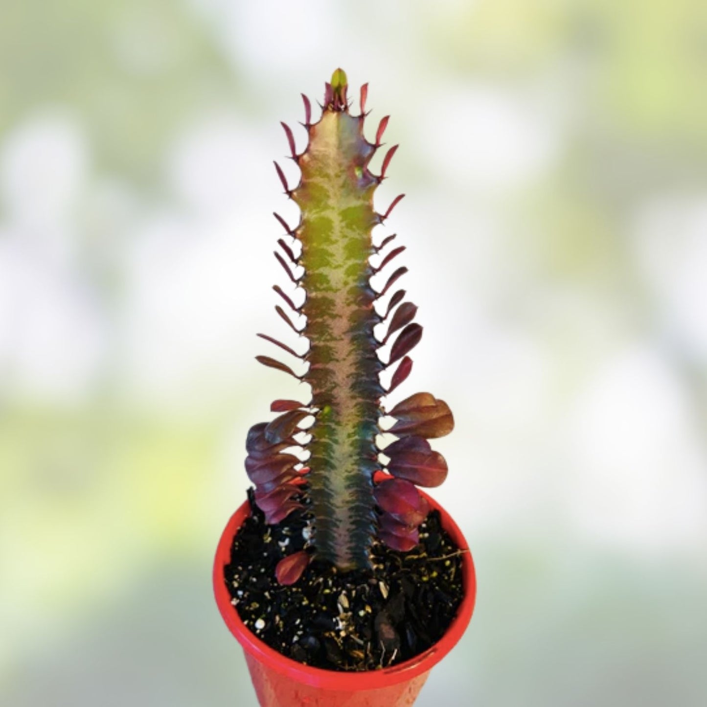 Euphorbia Royal Red Trigona Cuttings Succulent Cacti 4-6" - Unique Red Foliage, Drought Tolerant Plant