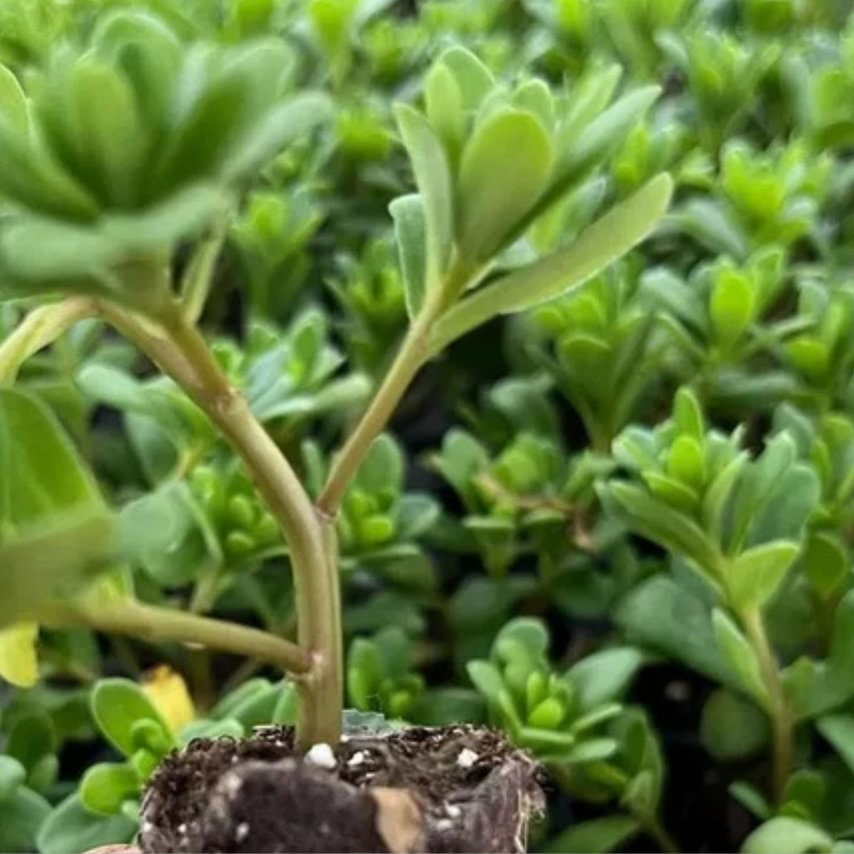 Portulaca-Seaglass-Double-Pink-Live-Starter-Plant-4-6"-Succulent-Vibrant-Ground-Cover-Portulaca-oleracea