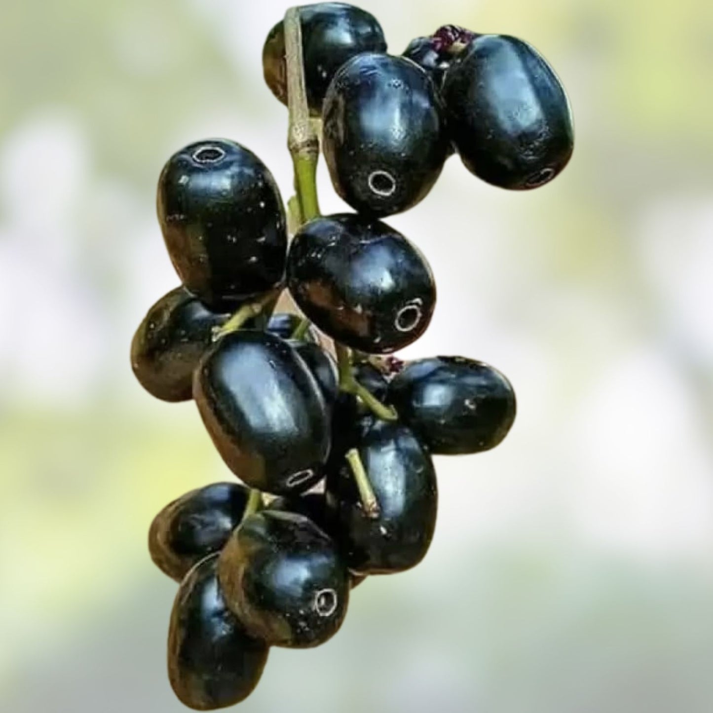 Jamun Fresh Cutting Scion 5x | Java Plum | Duhat | Cây Trâm | Prunus cerasifera