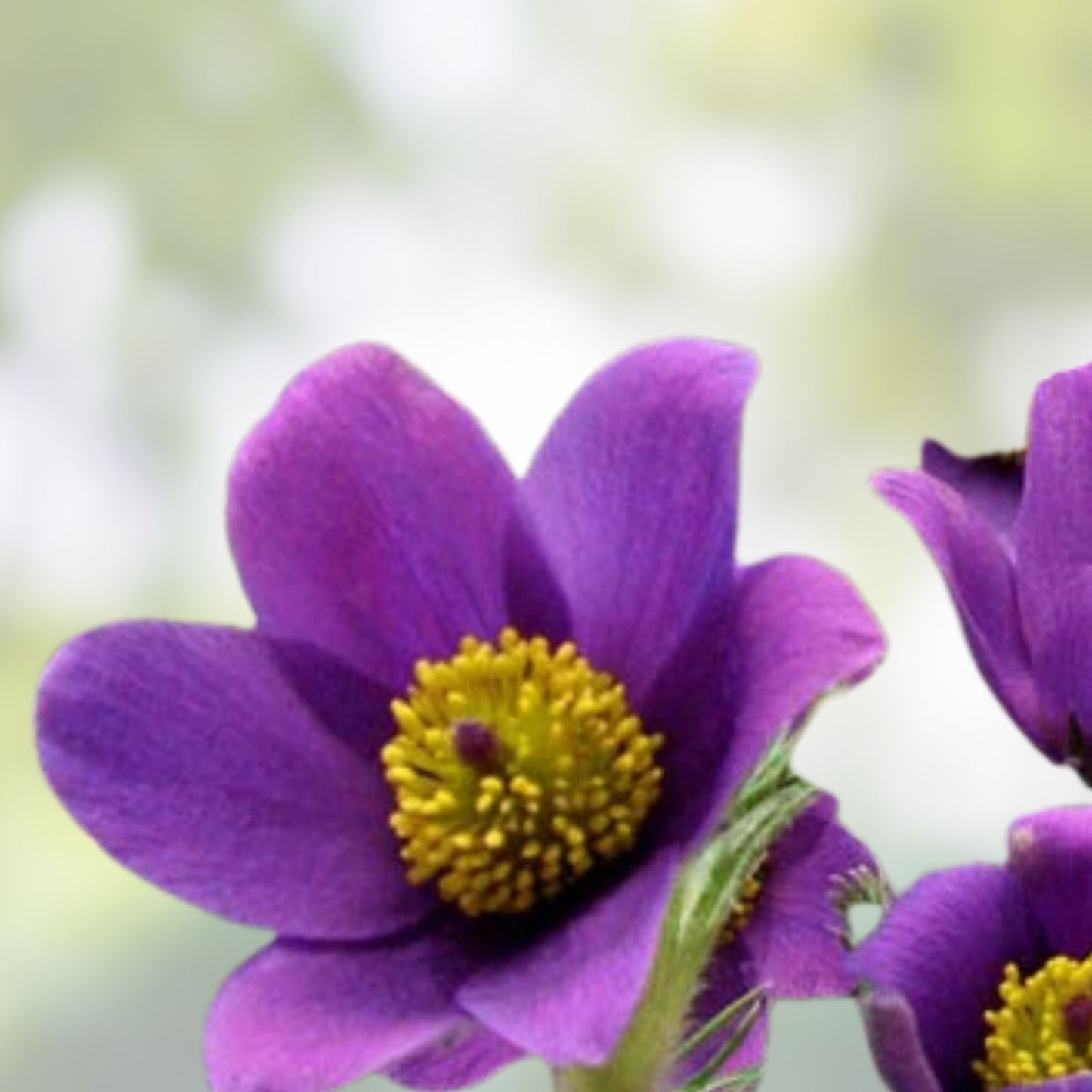 Pulsatilla Seeds 500ct White Pasque Flower Botanical Seed Pack for Zones 4-8, Pulsatilla vulgaris, Hardy Perennial Plant Seeds