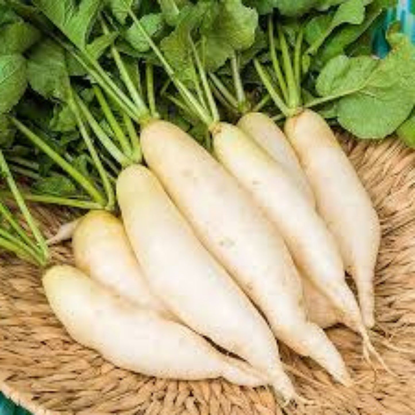 Daikon Radish Seeds 100 Count - Cover Crop Seeds for Planting - Raphanus sativus var. longipinnatus