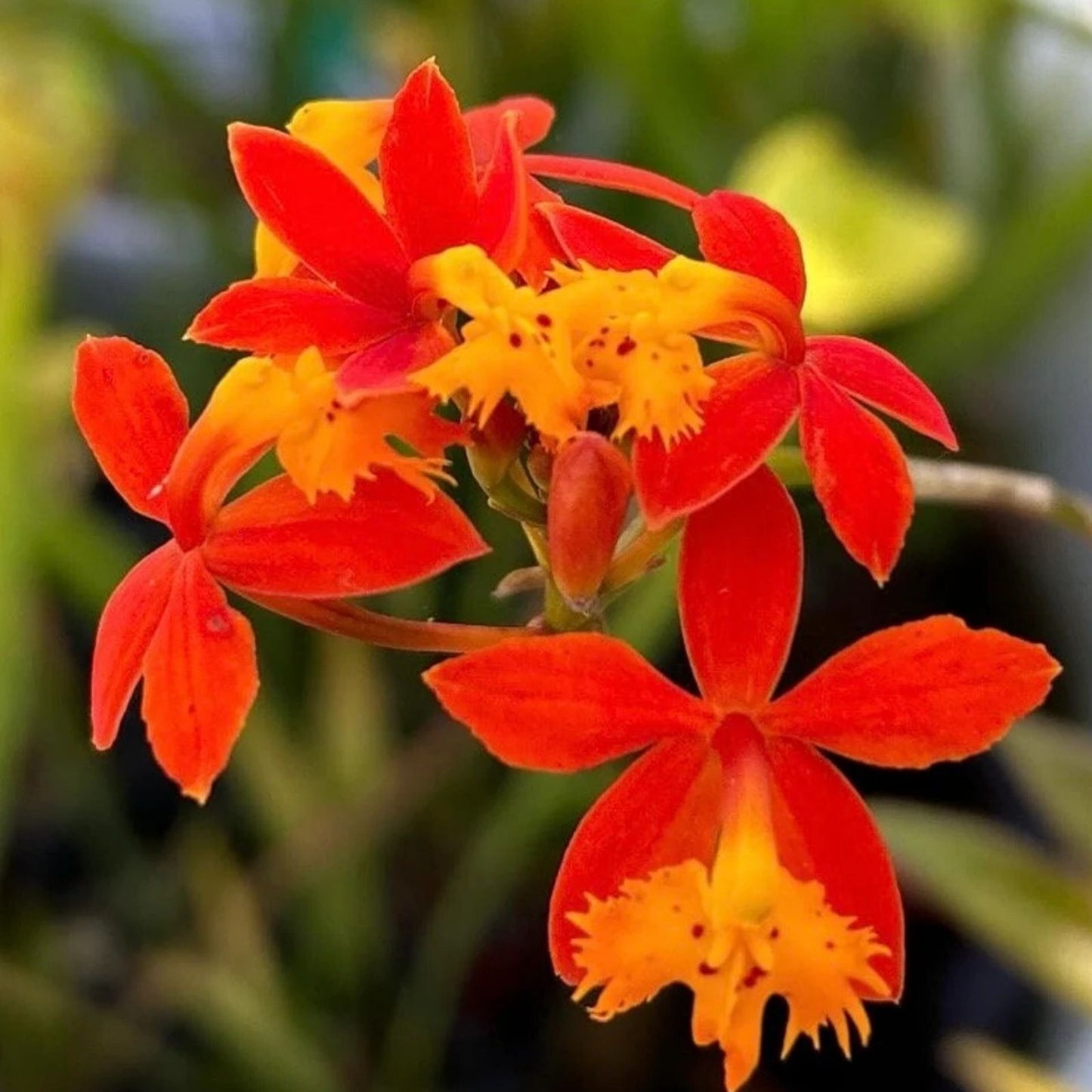 Epidendrum Orchid Set of 3 Pieces with Roots, Red, Yellow, Orange, Purple, 4-8 Inches Long, Live Orchid Plants