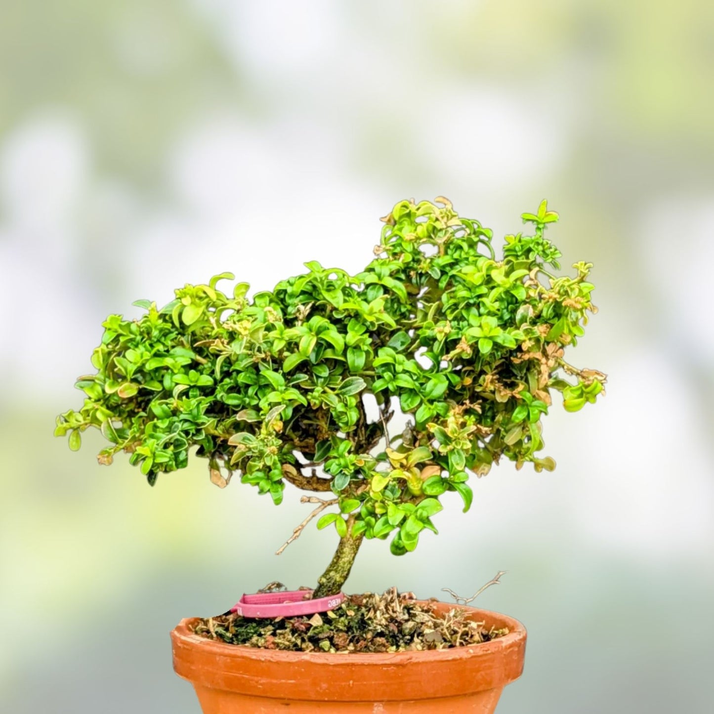 Pre-Bonsai Tree Kingsville Boxwood 8-10 Years, Buxus microphylla var, japonica, Decorative Indoor Outdoor Bonsai Plant