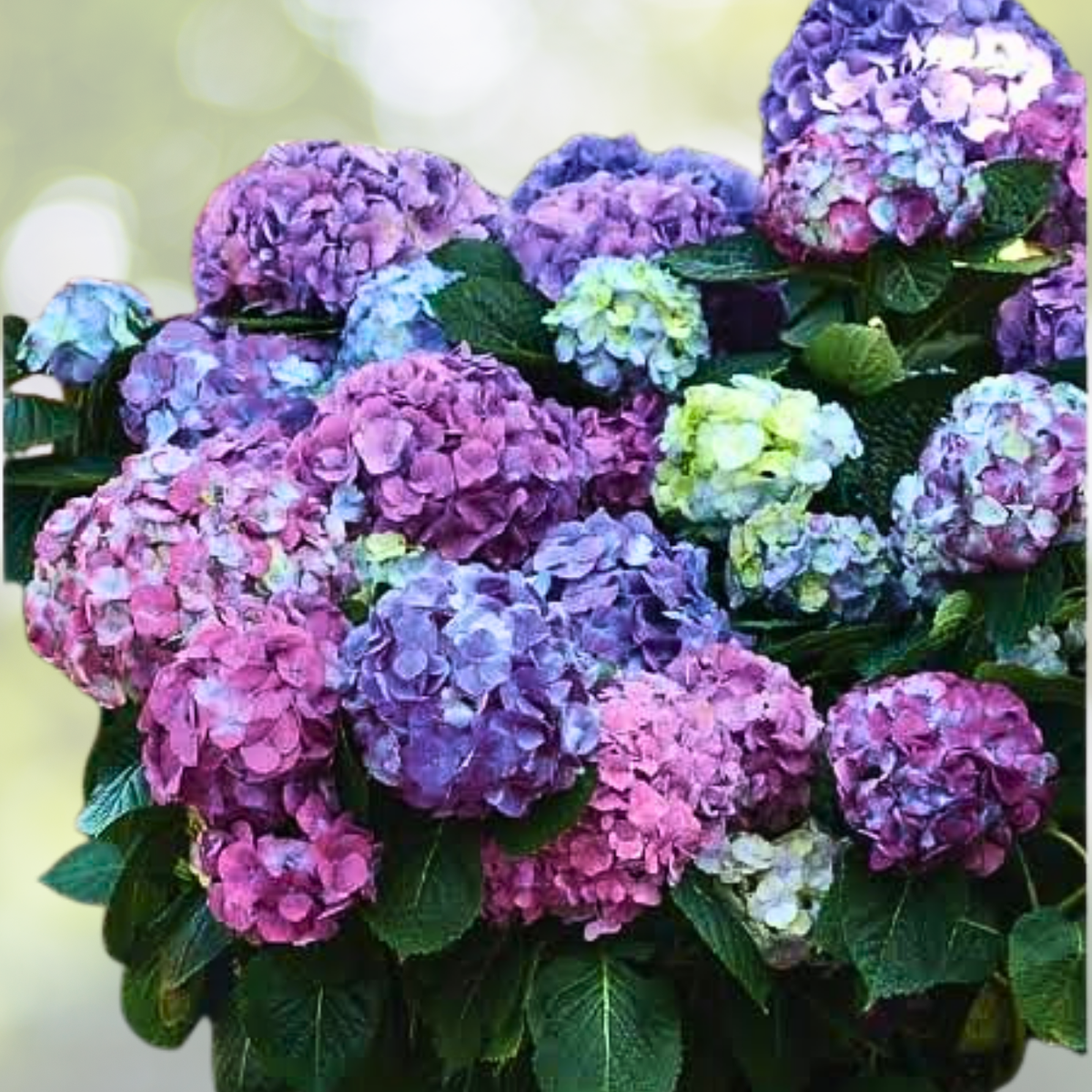 Mixed Color Hydrangea Seeds - 35 Vibrant Blooms in Blue, Pink & Purple - Hydrangea macrophylla