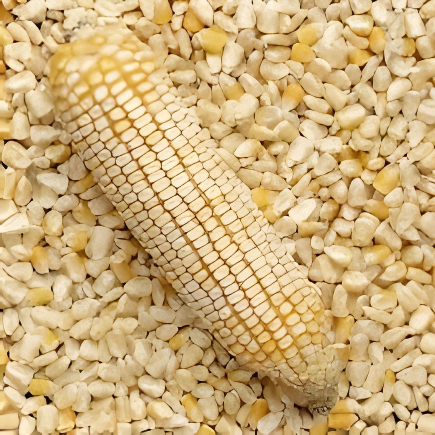 Hickory King White Corn Seeds - 20 Non-GMO Heirloom Seeds for Grits, Meal, Tortillas - Zea mays