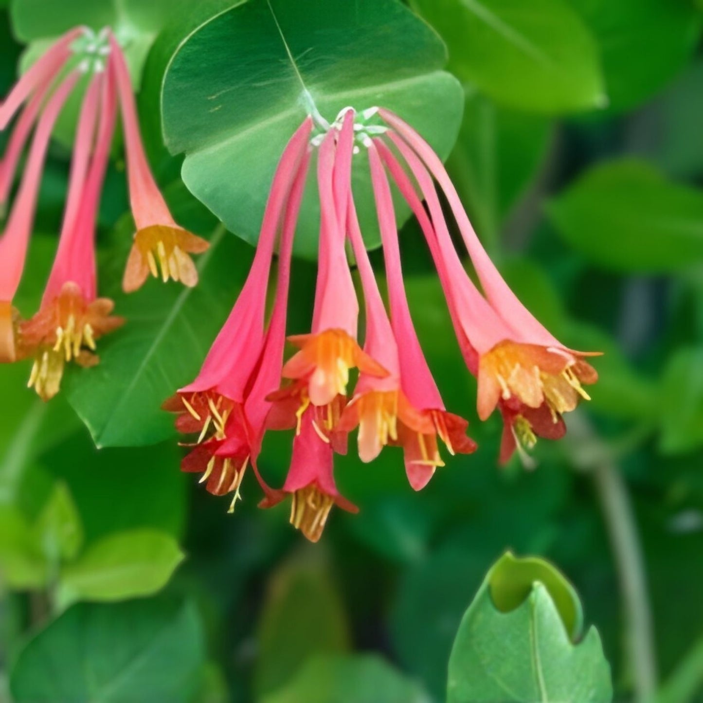 Native Coral Honeysuckle Live Starter Plant, Lonicera sempervirens 'Honey Coral', Bright Coral Flowers, Pollinator Friendly