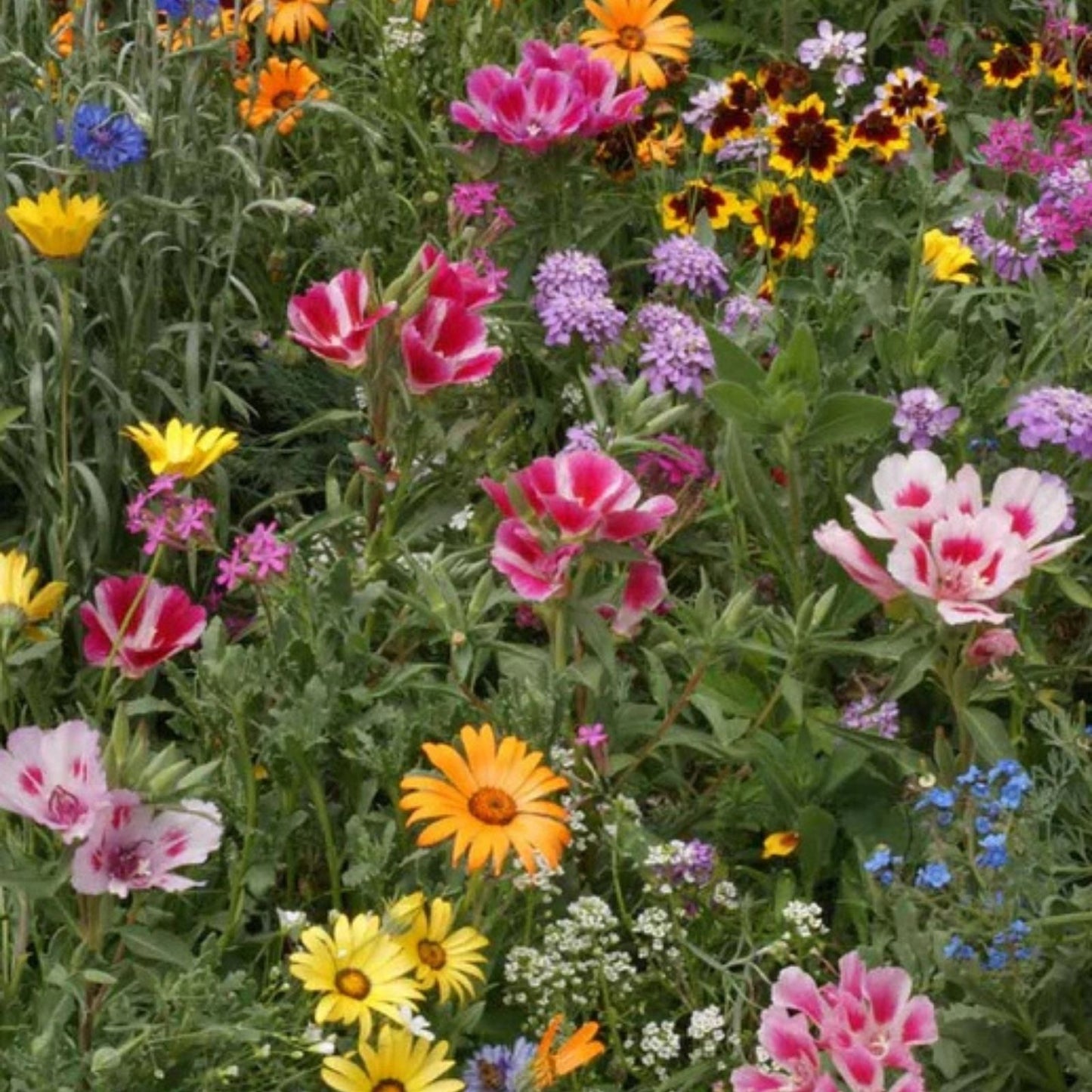 Kneehigh Wildflower Seeds 200 Organic USA Pollinator Seeds for Gardens and Meadows