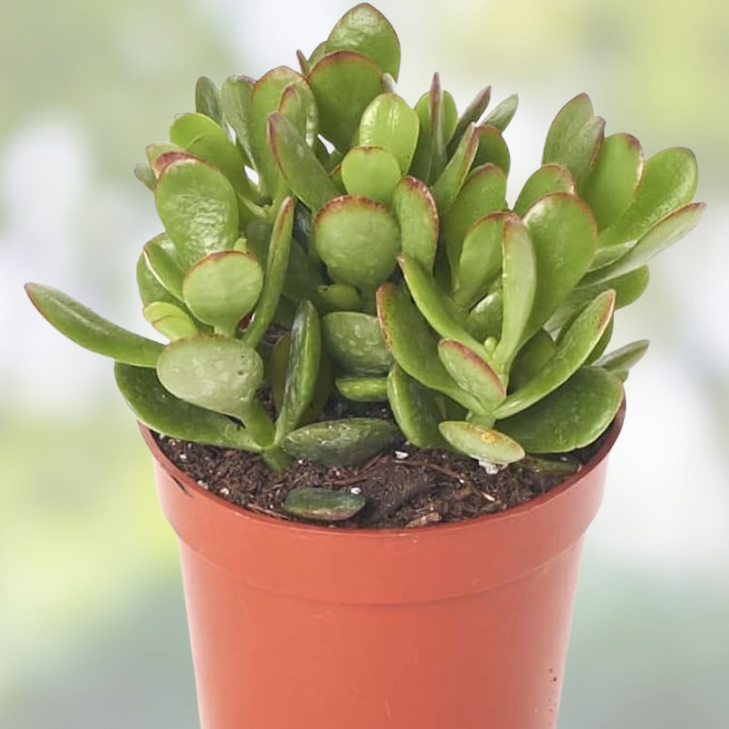 Jade Succulent Cuttings - 3 Green Crassula ovata Plants - Easy Care Indoor Garden Plants
