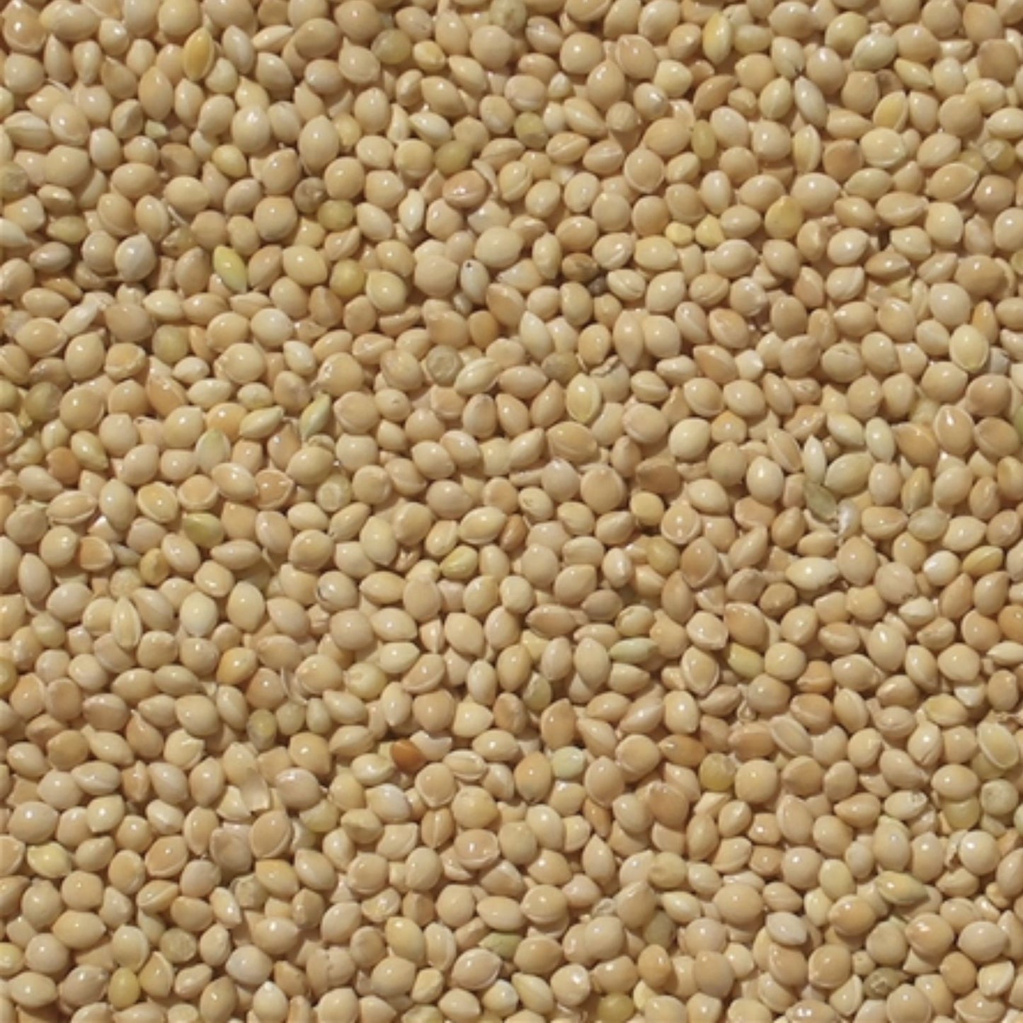 White Millet Seeds 5lb Bulk Bird Feed for Wild Birds, Proso Millet, Birdseed, Live Plant, Bird Food