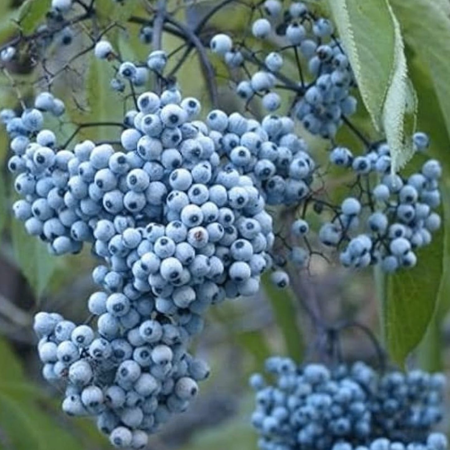 Blue Elderberry Seeds - 50 Non-GMO Sambucus Caerulea for Planting - Blue Berries - Edible Wildflower Seeds