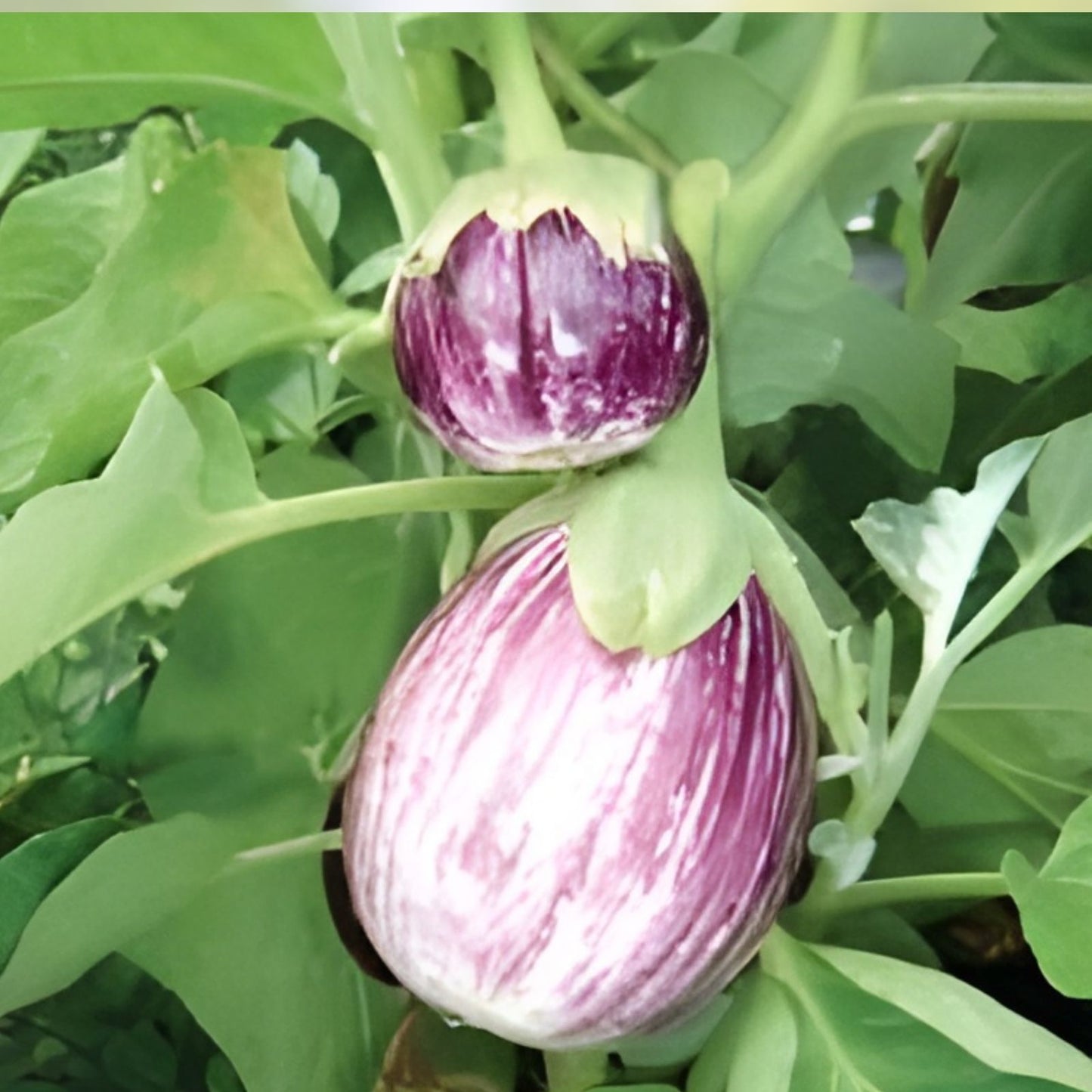 Organic Patio Pinstripe Eggplant Seeds - 50 Count Non-GMO USA Grown Solanum melongena for Home Gardens