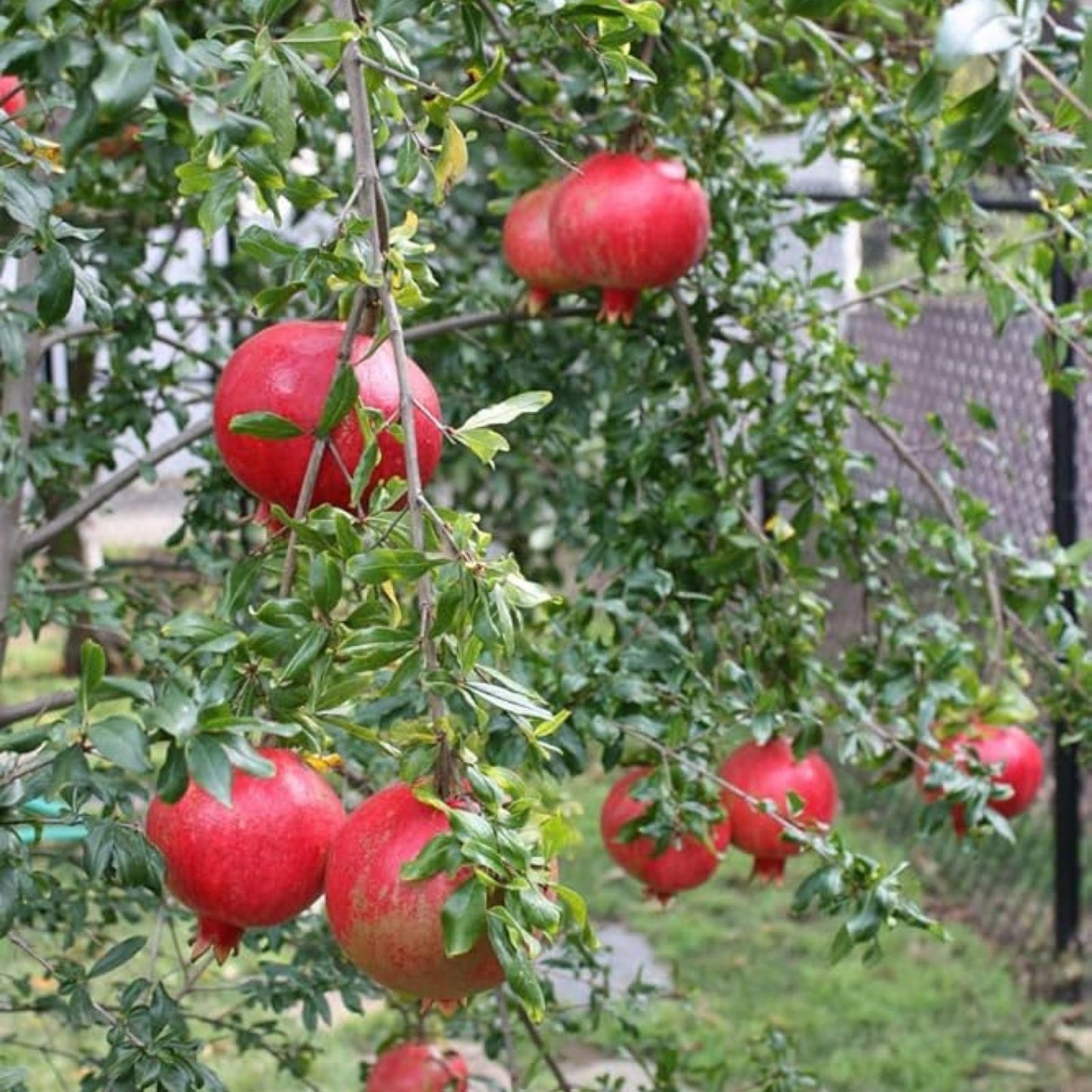 Rooted Pomegranate Cuttings - 3 Healthy Plants - Punica granatum - Fruit Bearing for Home Gardens and Landscaping