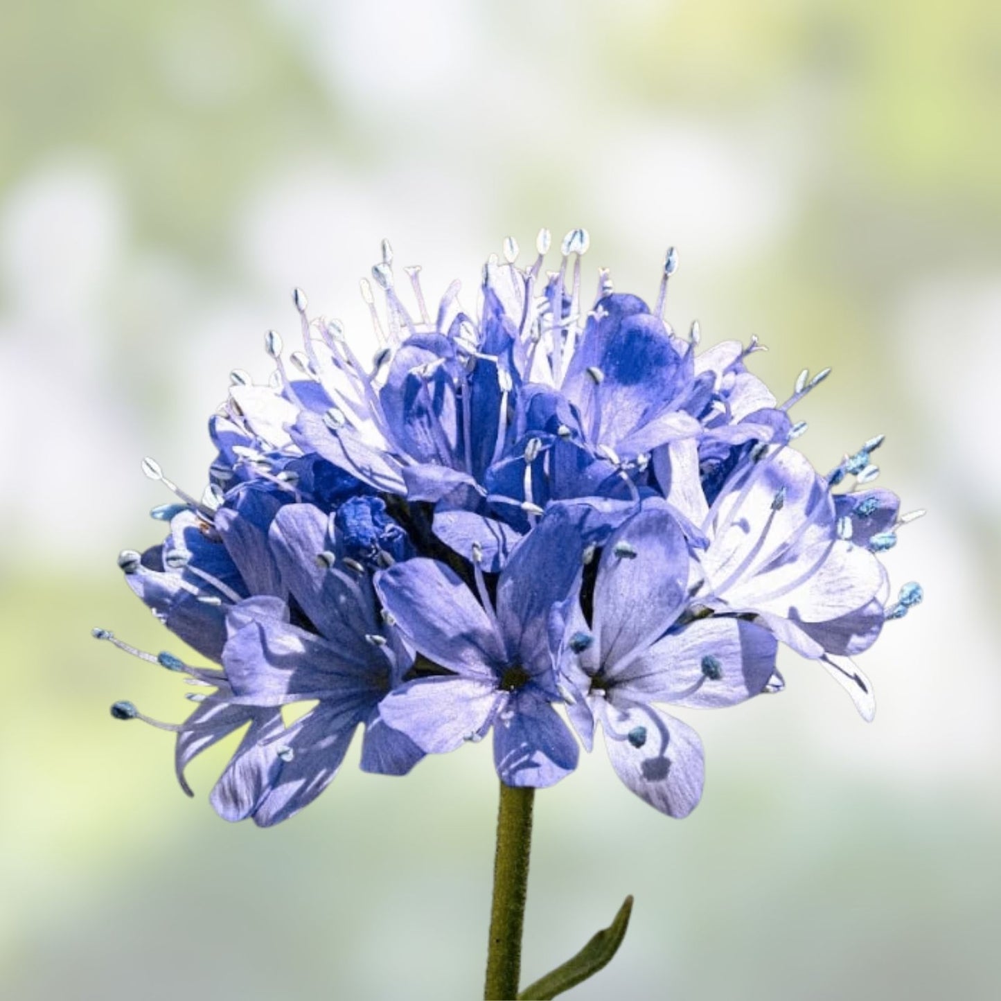 Globe Gilia Seeds for Planting - 200+ Wildflower Seeds - Beautiful Annual Gilia capitata Flower Seeds