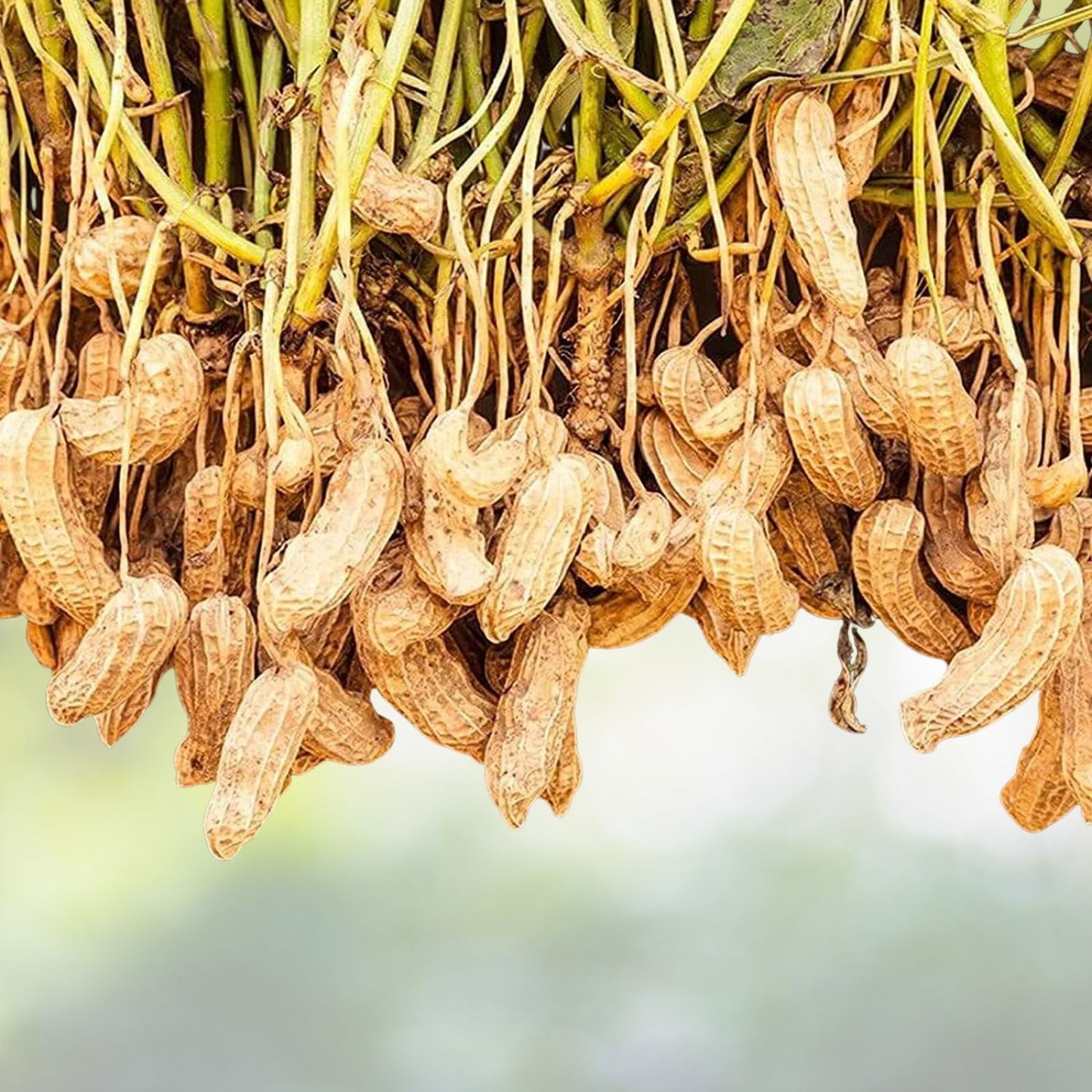 Tennessee Red Peanut Seeds - 20 Non-GMO Seeds per Packet - Arachis hypogaea