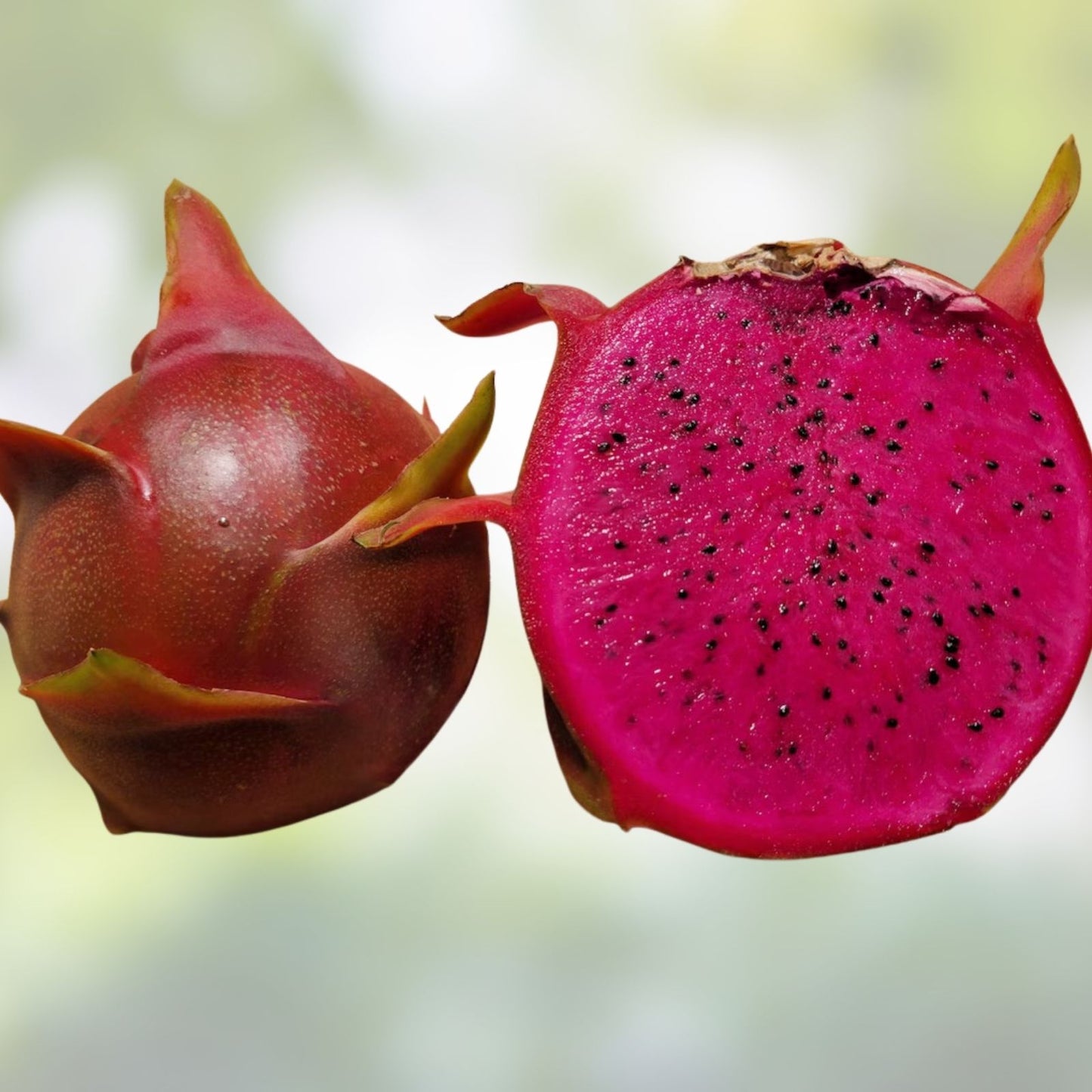 Unrooted Dragon Fruit Cutting 8" Red Flesh Halleys Comet Hylocereus Pitahaya Plant