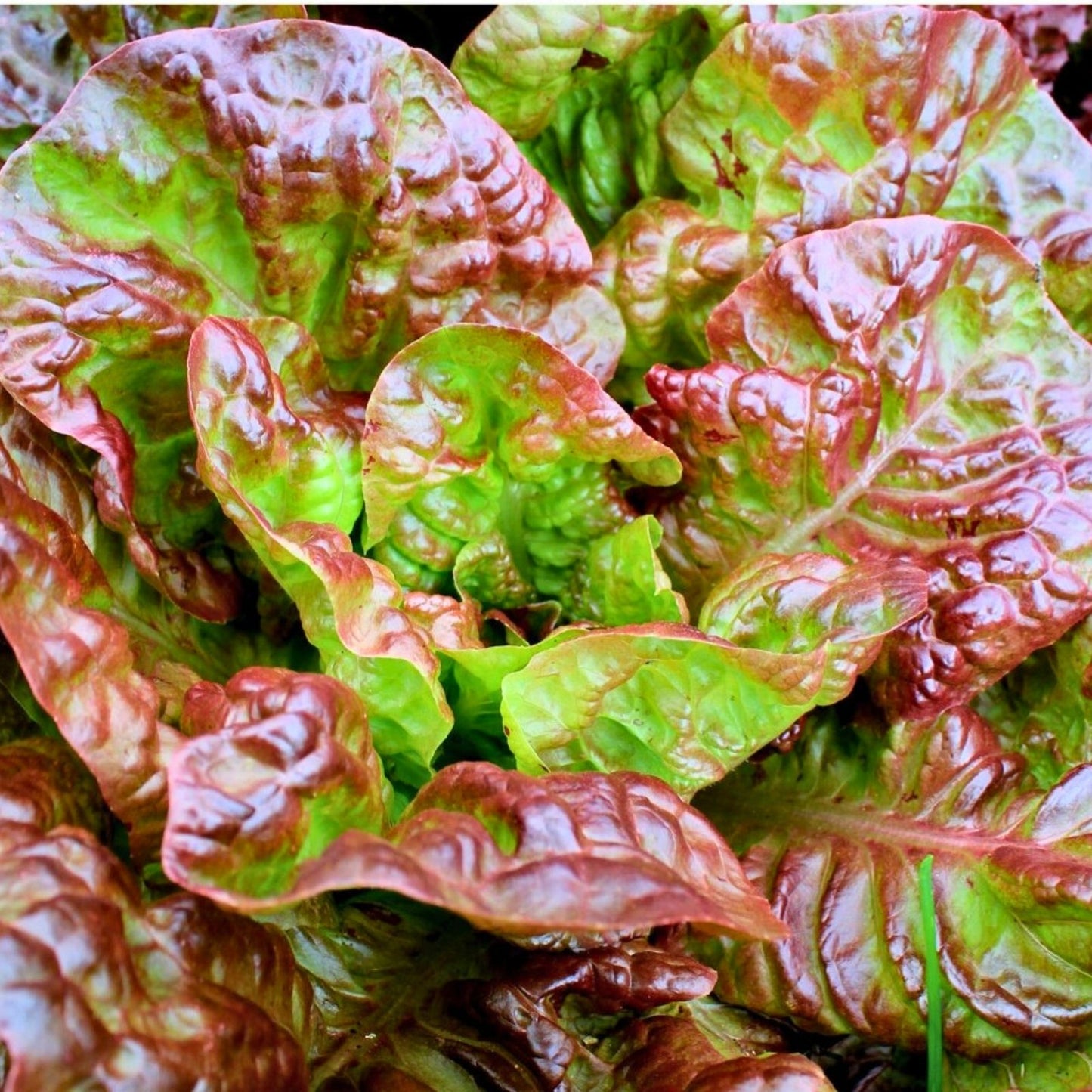 Heirloom Leaf Lettuce Seeds 500 Non-GMO Organic Vegetable Garden Planting Prizehead Lactuca sativa