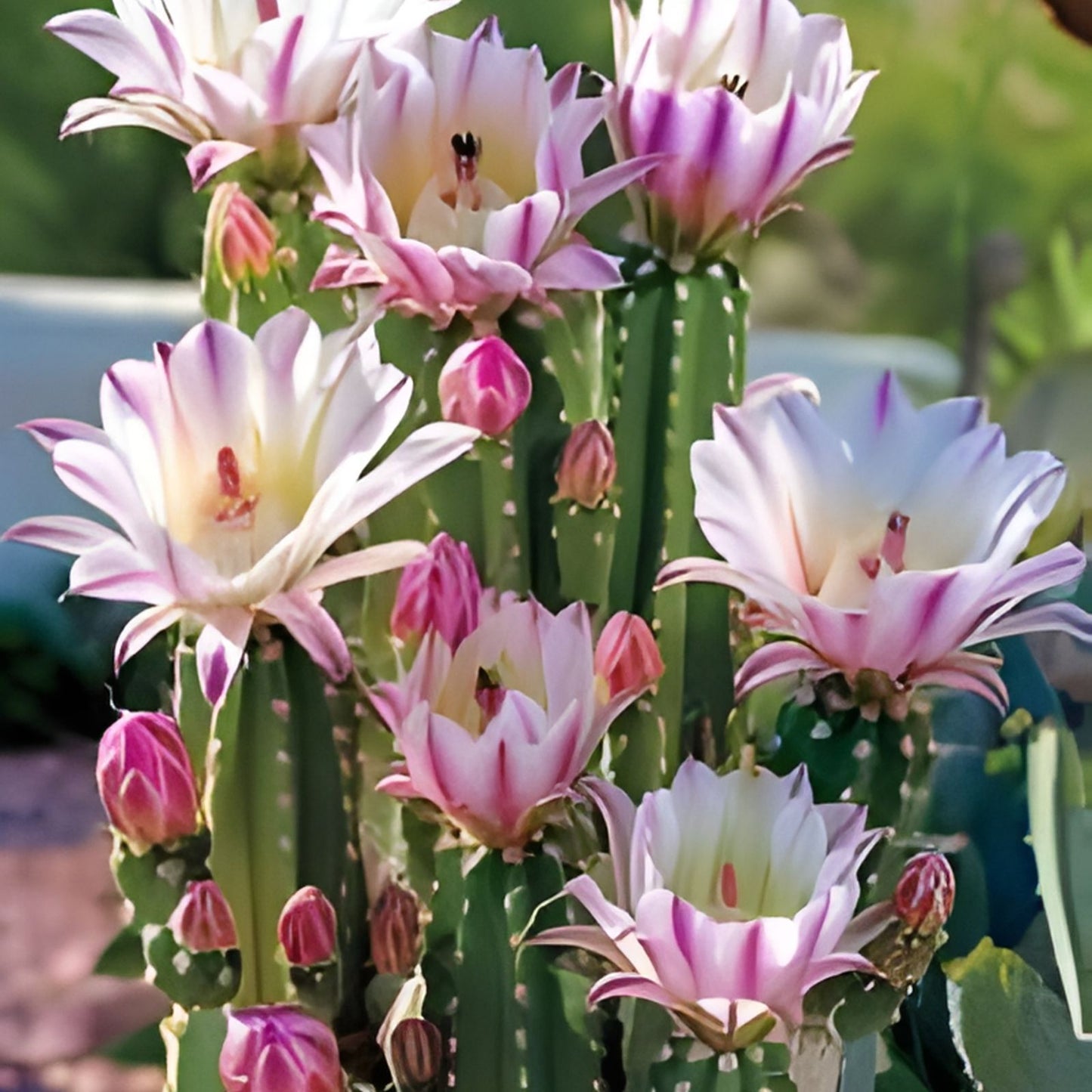 Echinopsis Icaros Cutting 15 Inch – Unique Cactus Variety for Plant Lovers, Succulent, Echinopsis Icaros