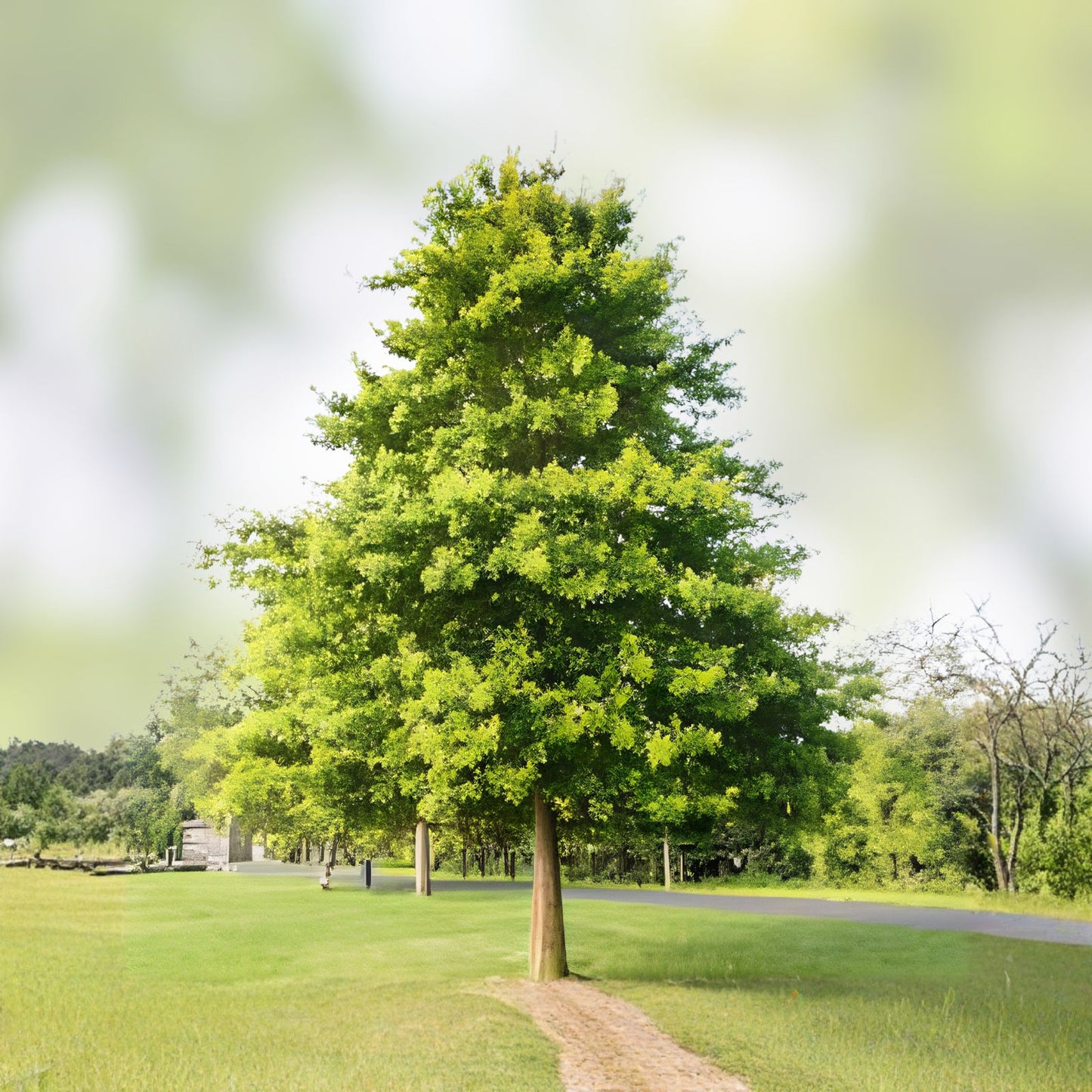 Pin Oak Tree Live Seedling 2-3 ft Quercus palustris Bare Root Tree for Landscaping