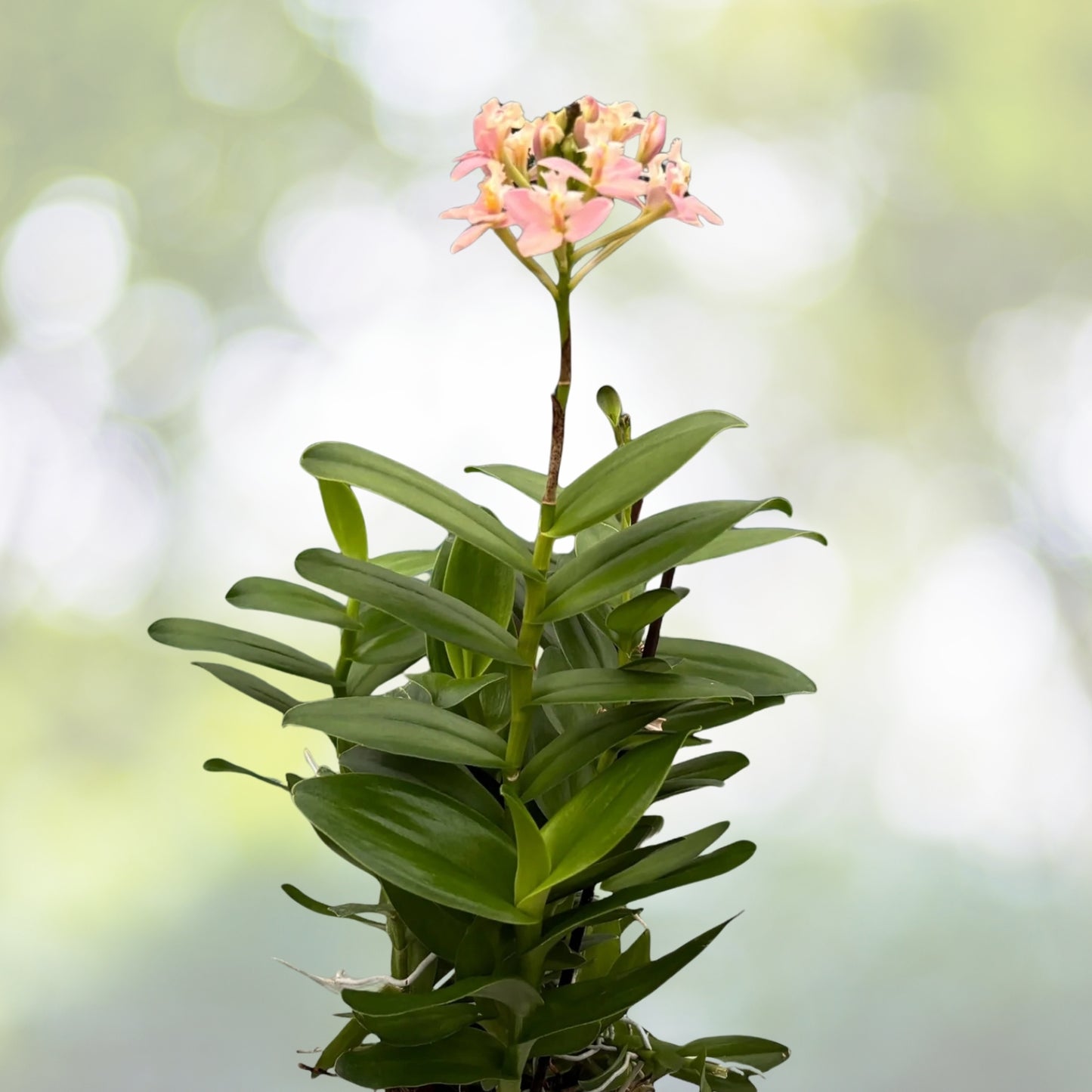 Epidendrum Radicans Orchid Plant - Pink Salmon Peach - Fire Star - Blooming Indoor Houseplant - Vibrant Orchid