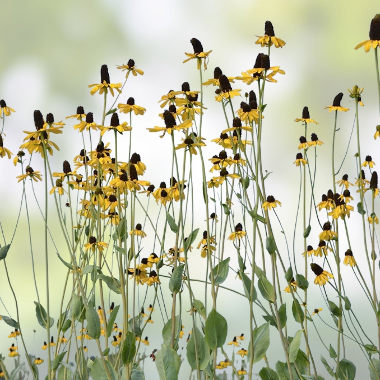 Great Coneflower Seeds 100 Count, Easy to Grow Rudbeckia maxima Flower Seeds for Garden and Landscaping