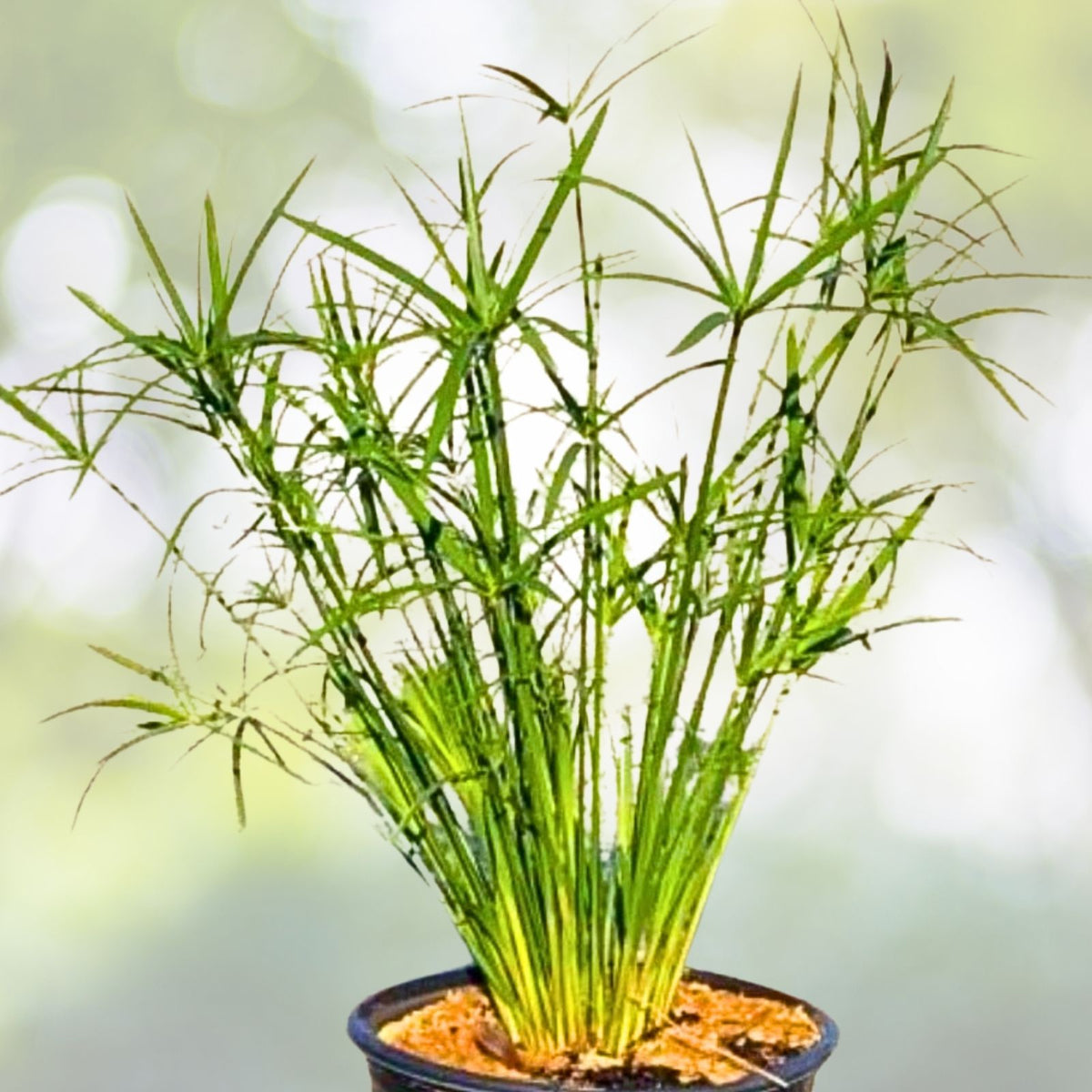 Bare Root Stinging Nettle Plants - 3 Organic Herbs for Tea & Medicinal Use - Urtica dioica