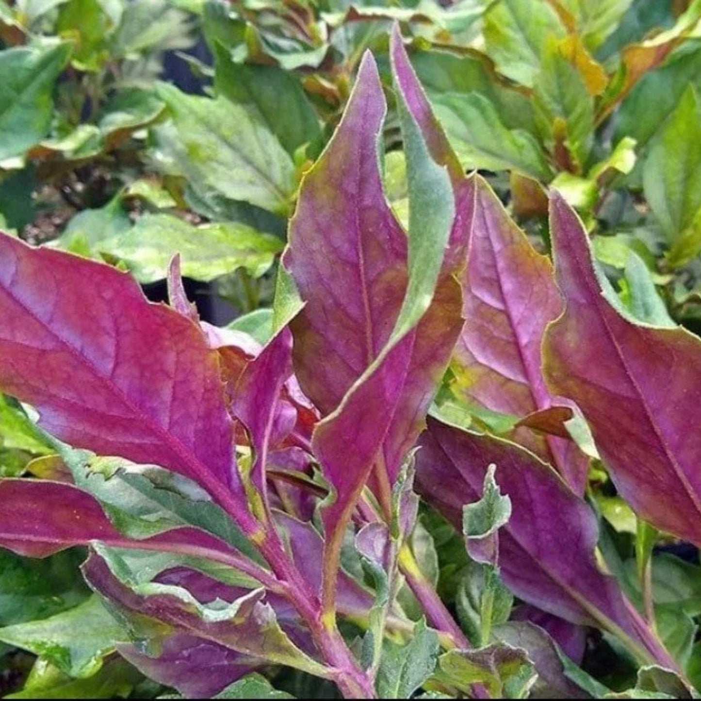 Okinawa Spinach Cuttings 5 Inch Green & Deep Purple Gynura crepioides Indoor Garden Plant