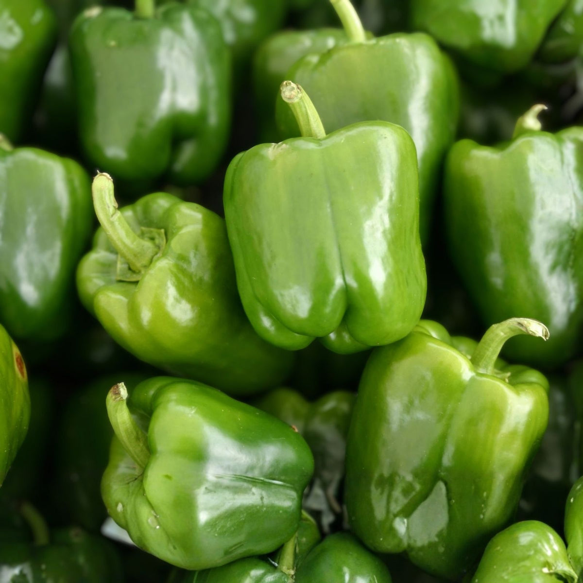 California Wonder Bell Pepper Seeds – Heirloom Variety for Large Fruit – Capsicum annuum – 20+ Seeds