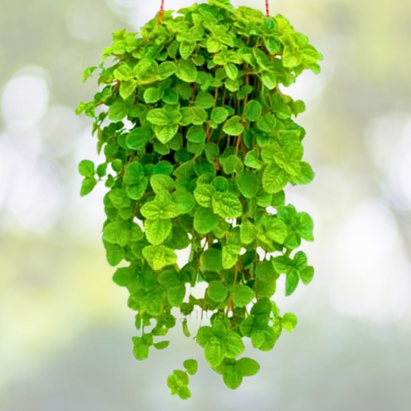 Swedish Ivy Live Plants 4-Pack - Creeping Charlie - Plectranthus australis - Rooted in Soil