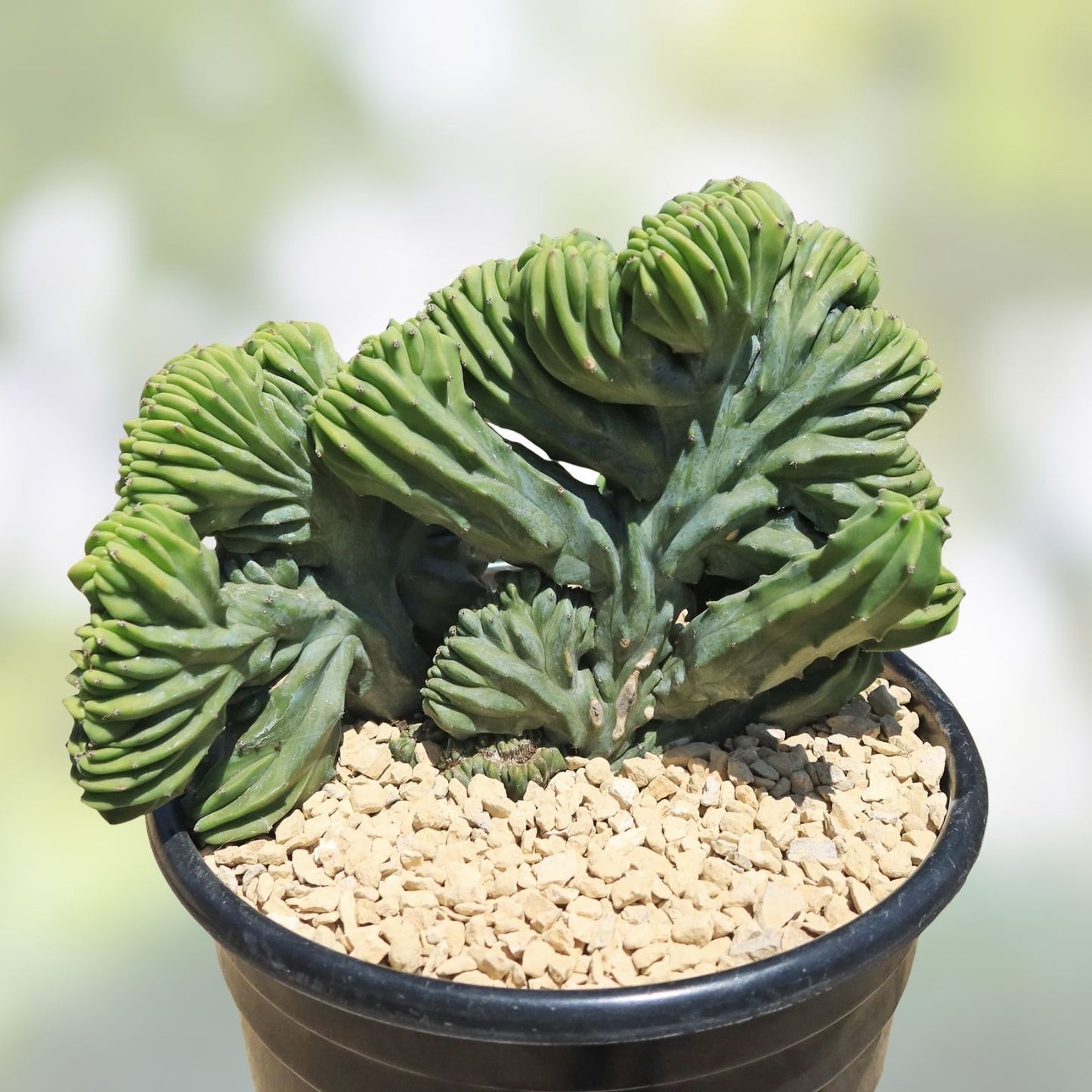 Crested Cactus Bare Root Succulent Plant 8-9" Myrtillocactus Geometrizans Unique Variegated Aloe