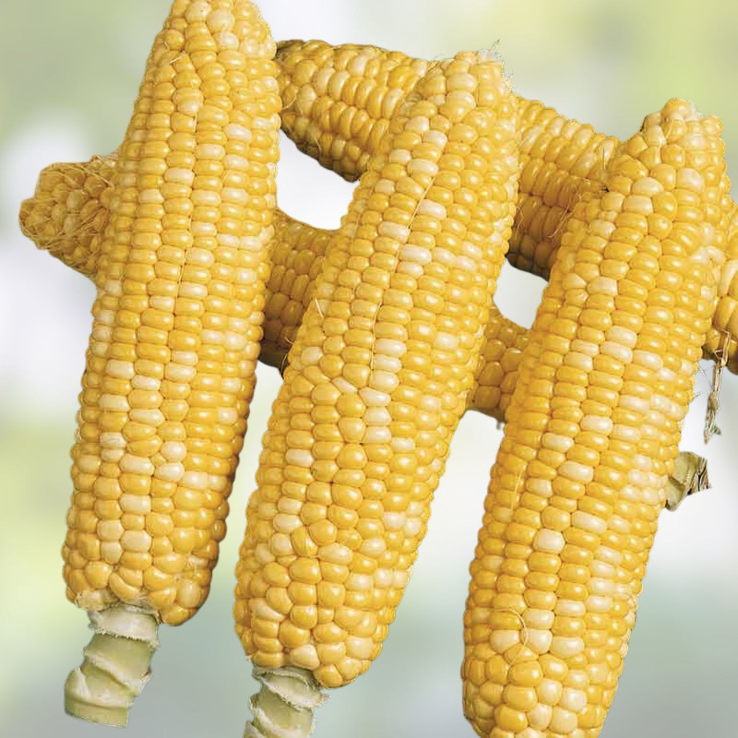 Ambrosia Sweet Corn Seeds 250 Count Non-GMO Heirloom Variety Zea mays Vegetable Seeds