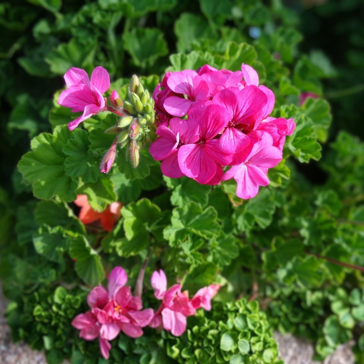 Hardy Fragrant Pink Geranium Cuttings 10x6" Pelargonium spp. Garden Plant, Pink Flower, Fragrant, Easy to Grow