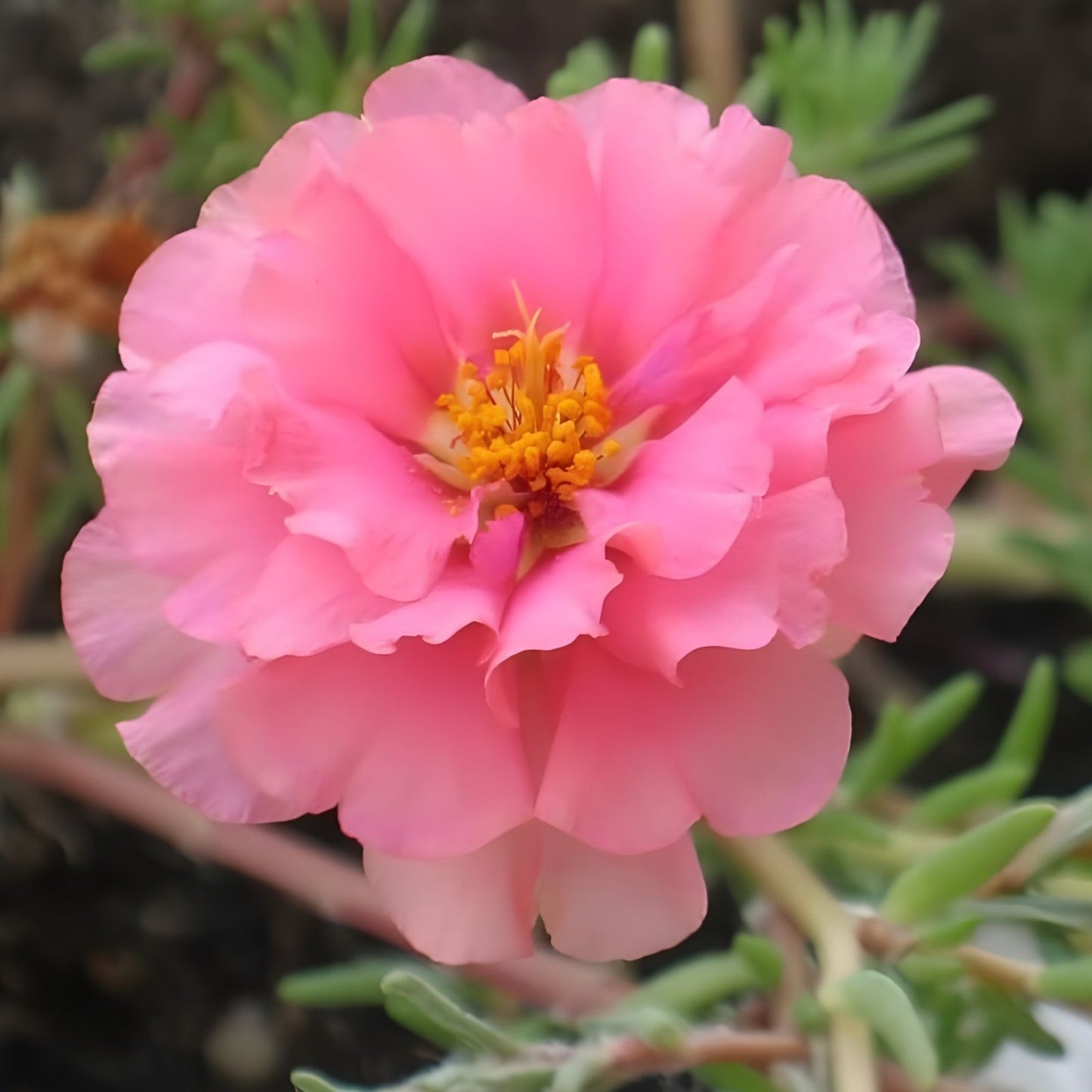Moss Rose Cuttings 10 Unrooted Soft Pink Portulaca Grandiflora for Gardening and Planting