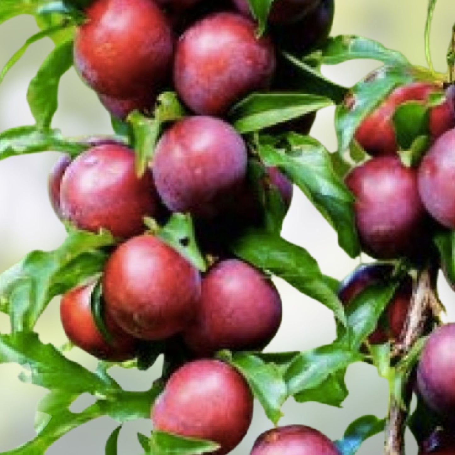 Japanese Red & Yellow Plum Cuttings – Edible Fruits for Landscaping – Prunus salicina